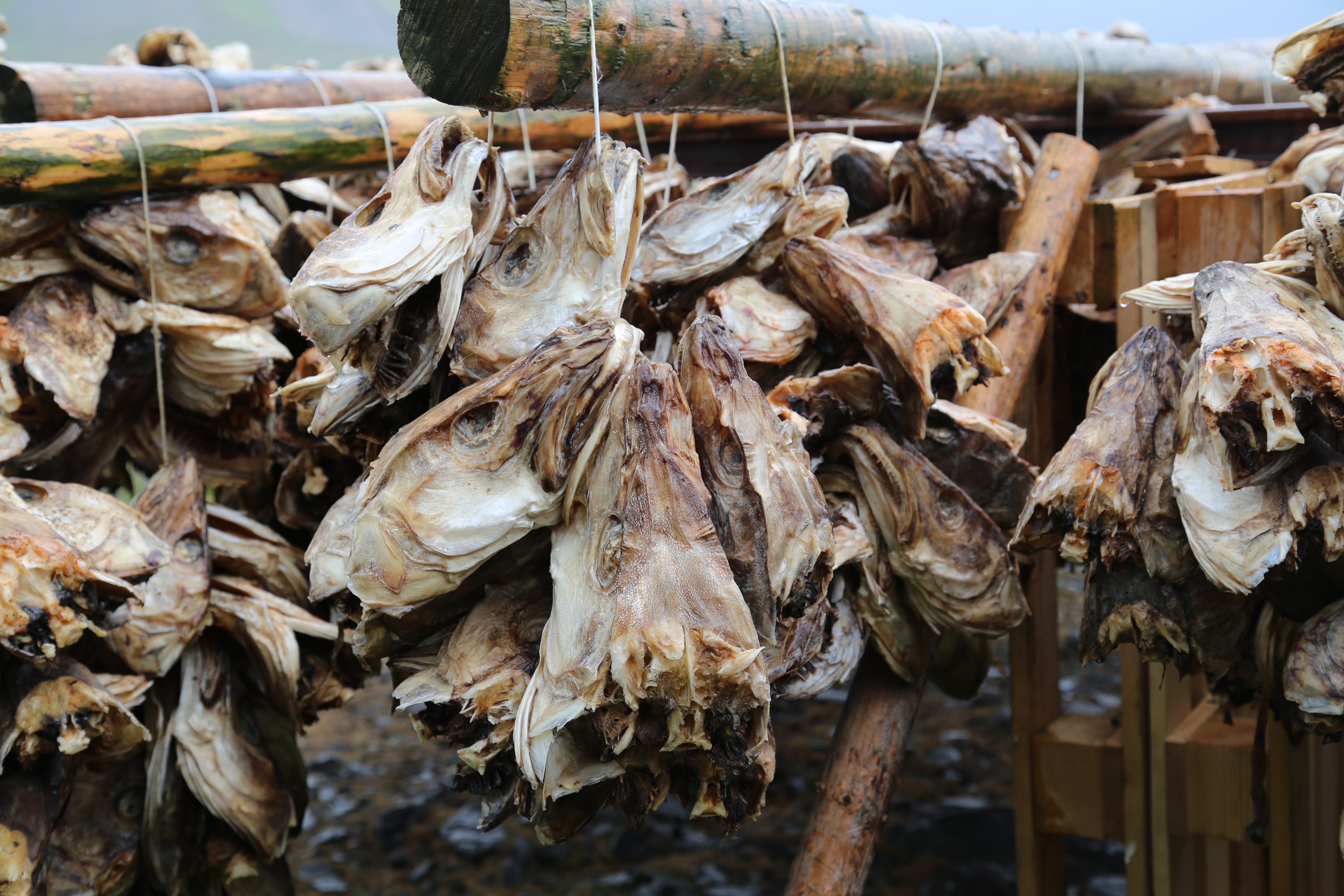 2014 Europe Trip Day 18 - Norway (Lofoten Islands: Sordal Tunnel (4 miles),  Sloverfjord Tunnel (2 miles), Chocolate Chip Rolls, Svolvaer, Lofoten Stockfish (Hanging Cod), Fishing Village Named Å, Snails, Fiskeburger (Fish Burger), Wild Reindeer) 