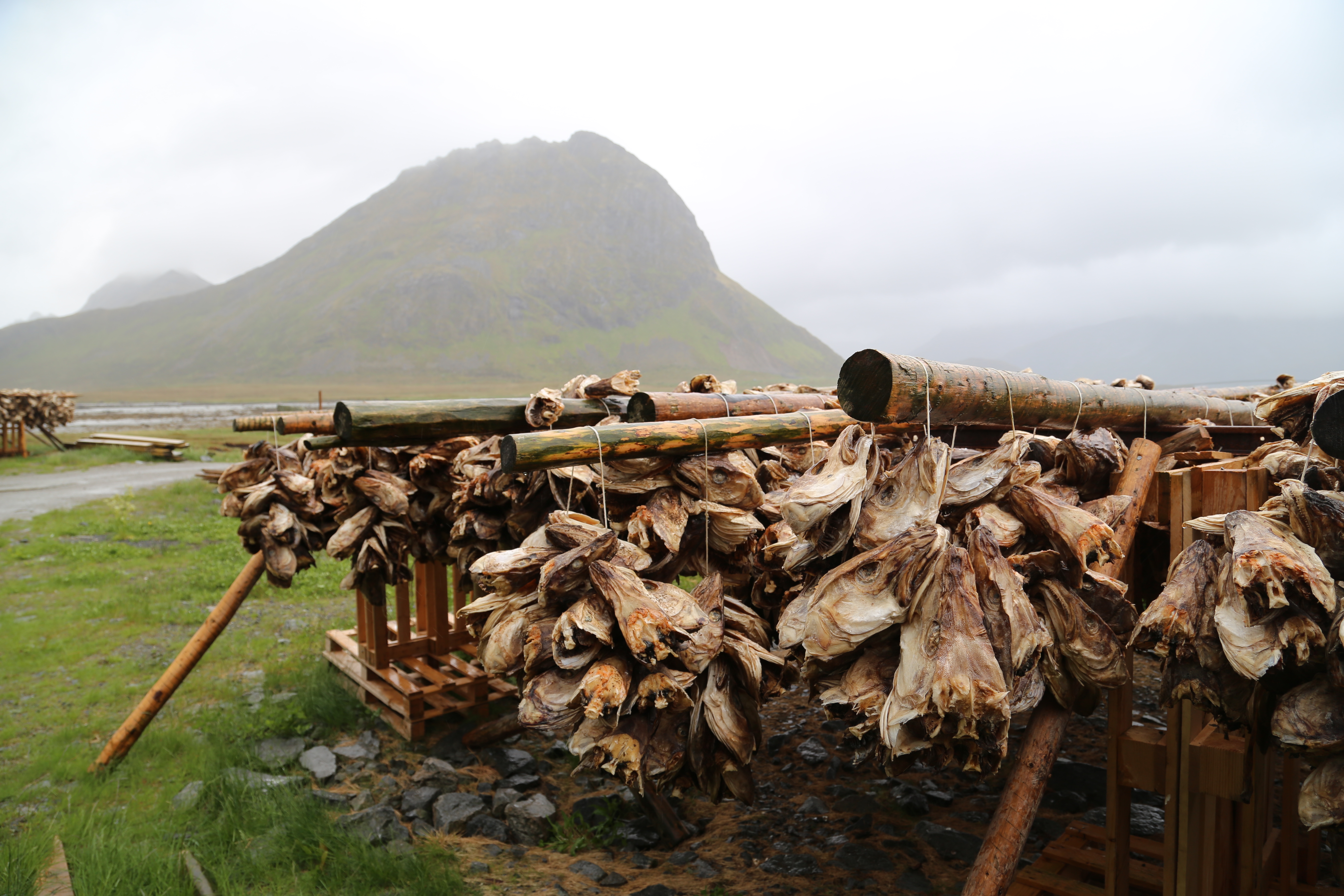 2014 Europe Trip Day 18 - Norway (Lofoten Islands: Sordal Tunnel (4 miles),  Sloverfjord Tunnel (2 miles), Chocolate Chip Rolls, Svolvaer, Lofoten Stockfish (Hanging Cod), Fishing Village Named Å, Snails, Fiskeburger (Fish Burger), Wild Reindeer) 