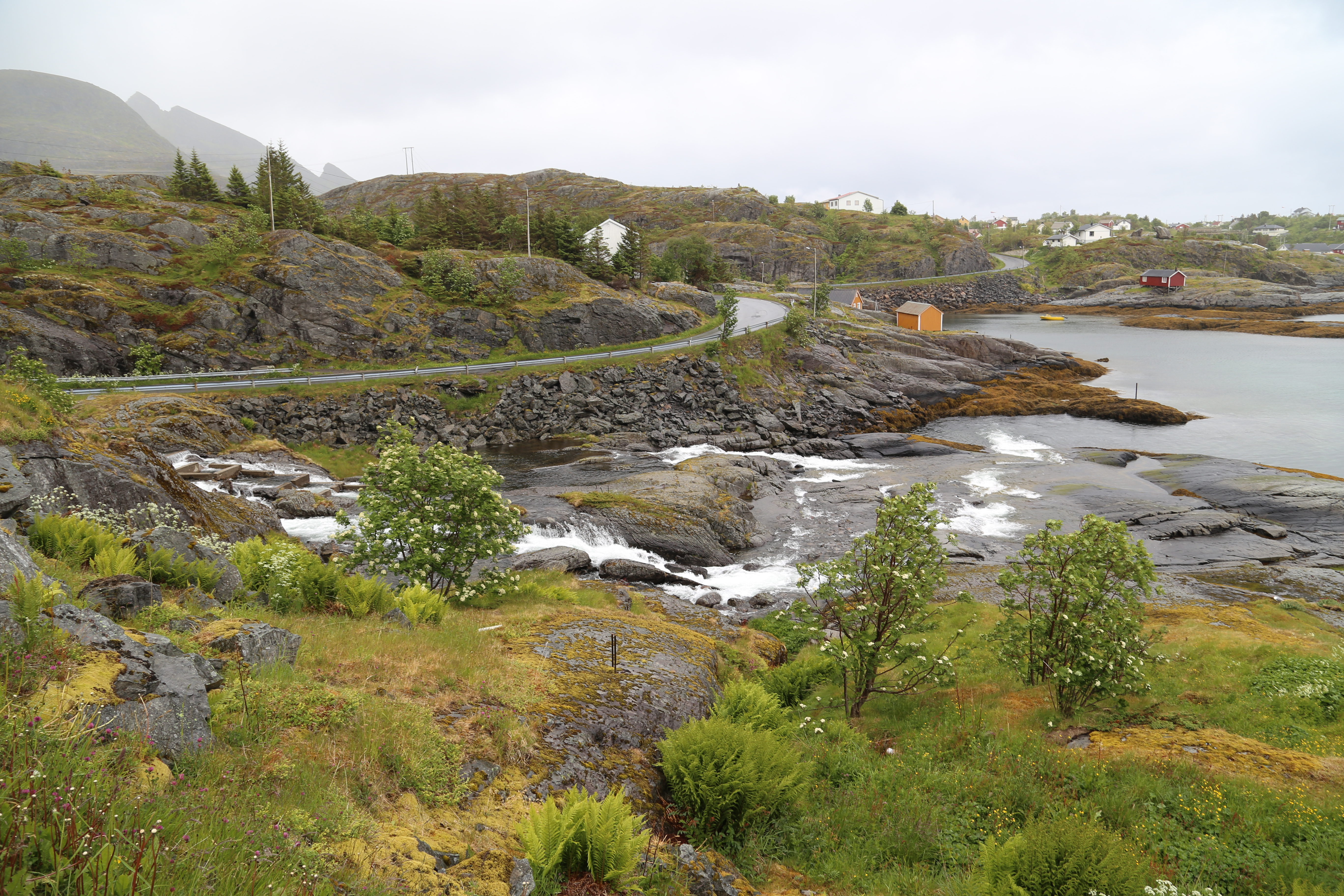 2014 Europe Trip Day 18 - Norway (Lofoten Islands: Sordal Tunnel (4 miles),  Sloverfjord Tunnel (2 miles), Chocolate Chip Rolls, Svolvaer, Lofoten Stockfish (Hanging Cod), Fishing Village Named Å, Snails, Fiskeburger (Fish Burger), Wild Reindeer) 