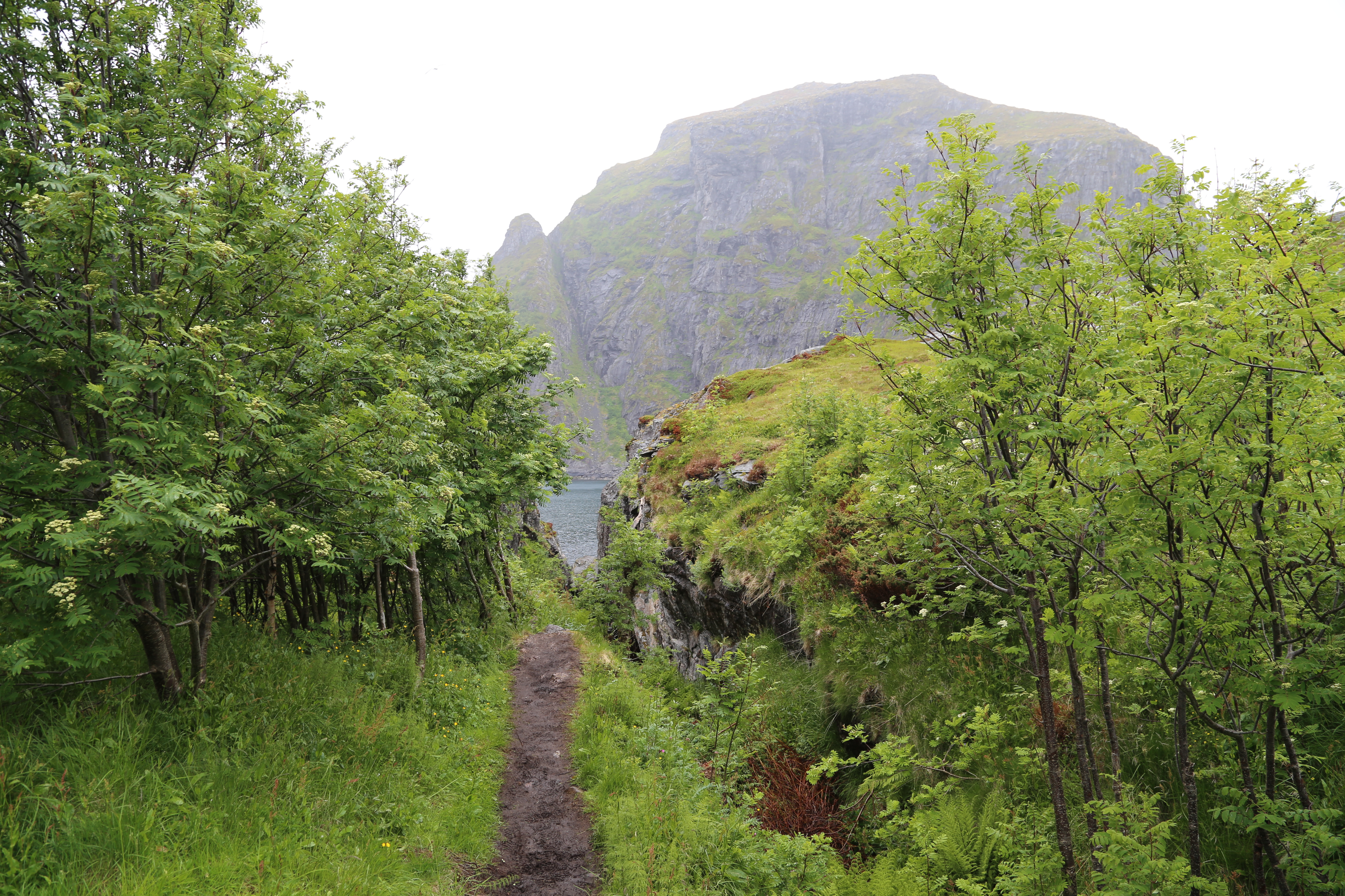 2014 Europe Trip Day 18 - Norway (Lofoten Islands: Sordal Tunnel (4 miles),  Sloverfjord Tunnel (2 miles), Chocolate Chip Rolls, Svolvaer, Lofoten Stockfish (Hanging Cod), Fishing Village Named Å, Snails, Fiskeburger (Fish Burger), Wild Reindeer) 