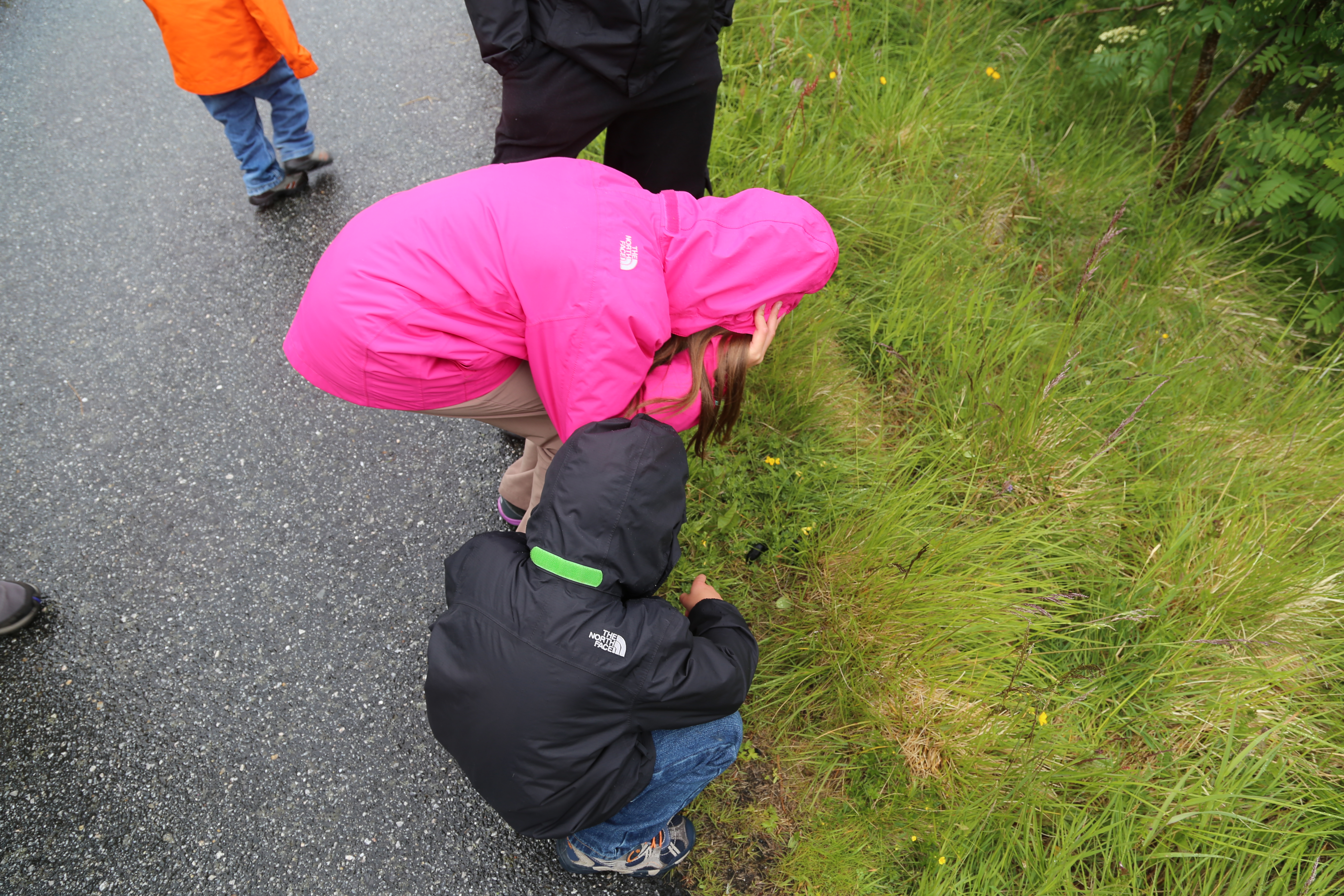 2014 Europe Trip Day 18 - Norway (Lofoten Islands: Sordal Tunnel (4 miles),  Sloverfjord Tunnel (2 miles), Chocolate Chip Rolls, Svolvaer, Lofoten Stockfish (Hanging Cod), Fishing Village Named Å, Snails, Fiskeburger (Fish Burger), Wild Reindeer) 