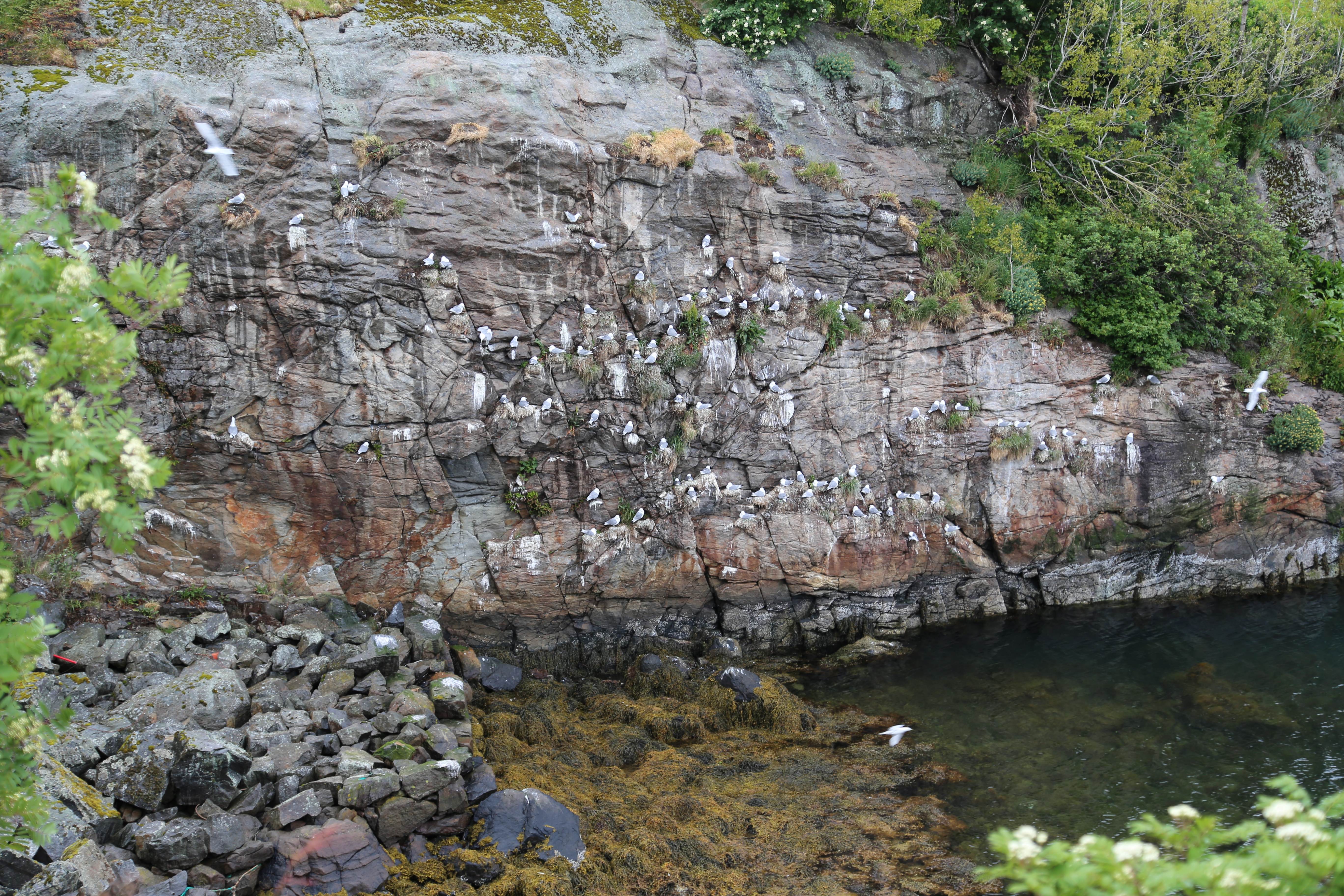 2014 Europe Trip Day 18 - Norway (Lofoten Islands: Sordal Tunnel (4 miles),  Sloverfjord Tunnel (2 miles), Chocolate Chip Rolls, Svolvaer, Lofoten Stockfish (Hanging Cod), Fishing Village Named Å, Snails, Fiskeburger (Fish Burger), Wild Reindeer) 