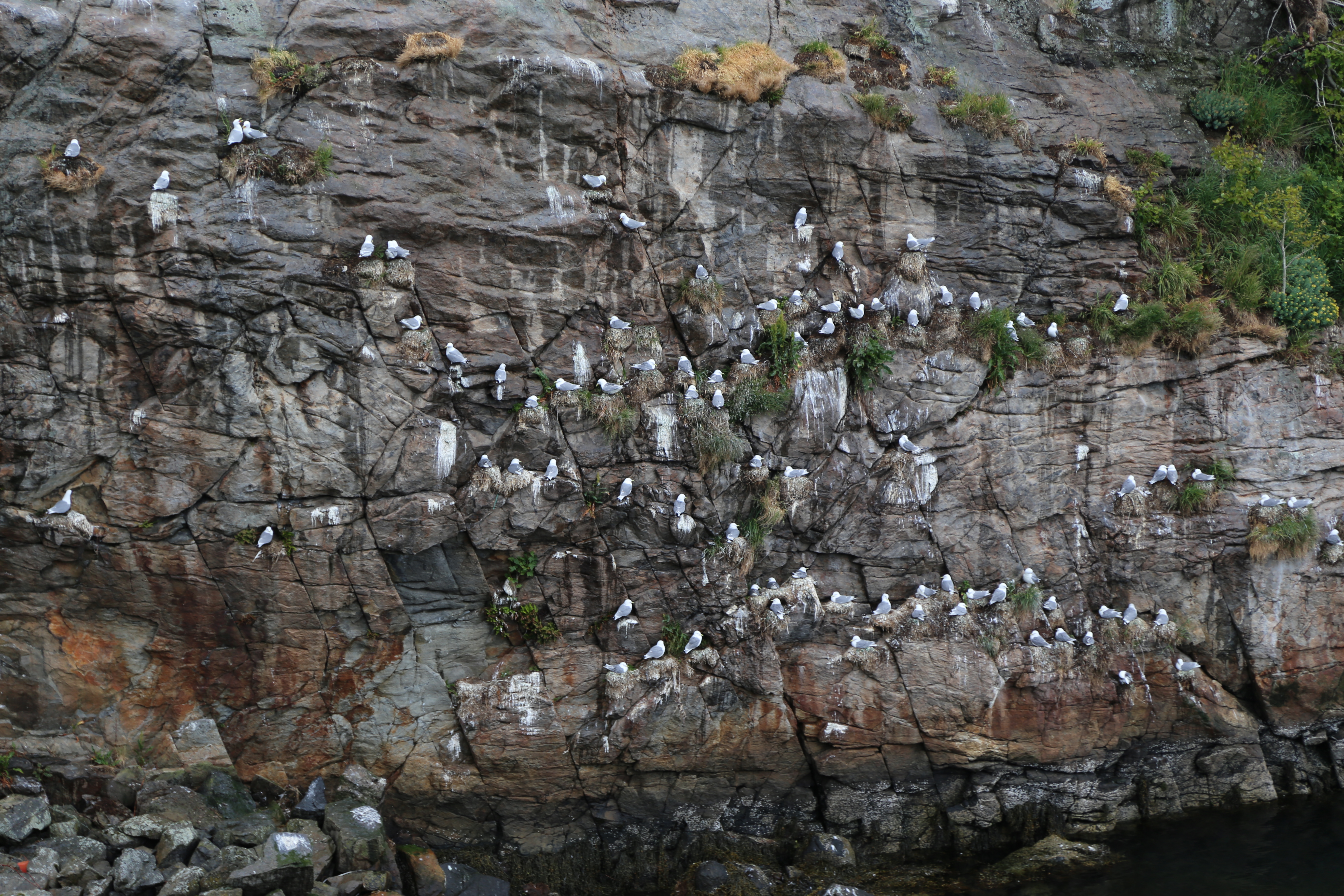 2014 Europe Trip Day 18 - Norway (Lofoten Islands: Sordal Tunnel (4 miles),  Sloverfjord Tunnel (2 miles), Chocolate Chip Rolls, Svolvaer, Lofoten Stockfish (Hanging Cod), Fishing Village Named Å, Snails, Fiskeburger (Fish Burger), Wild Reindeer) 