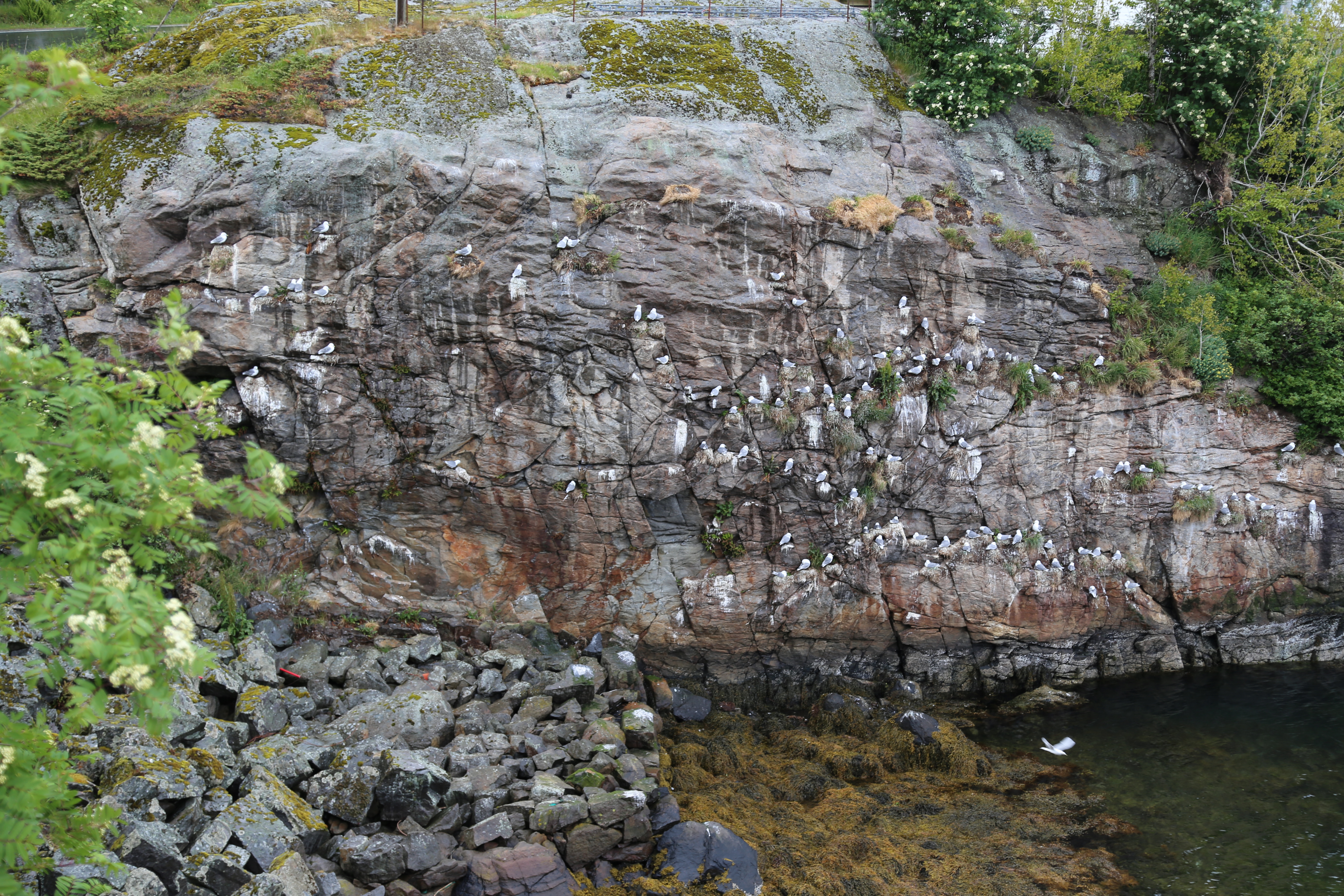 2014 Europe Trip Day 18 - Norway (Lofoten Islands: Sordal Tunnel (4 miles),  Sloverfjord Tunnel (2 miles), Chocolate Chip Rolls, Svolvaer, Lofoten Stockfish (Hanging Cod), Fishing Village Named Å, Snails, Fiskeburger (Fish Burger), Wild Reindeer) 