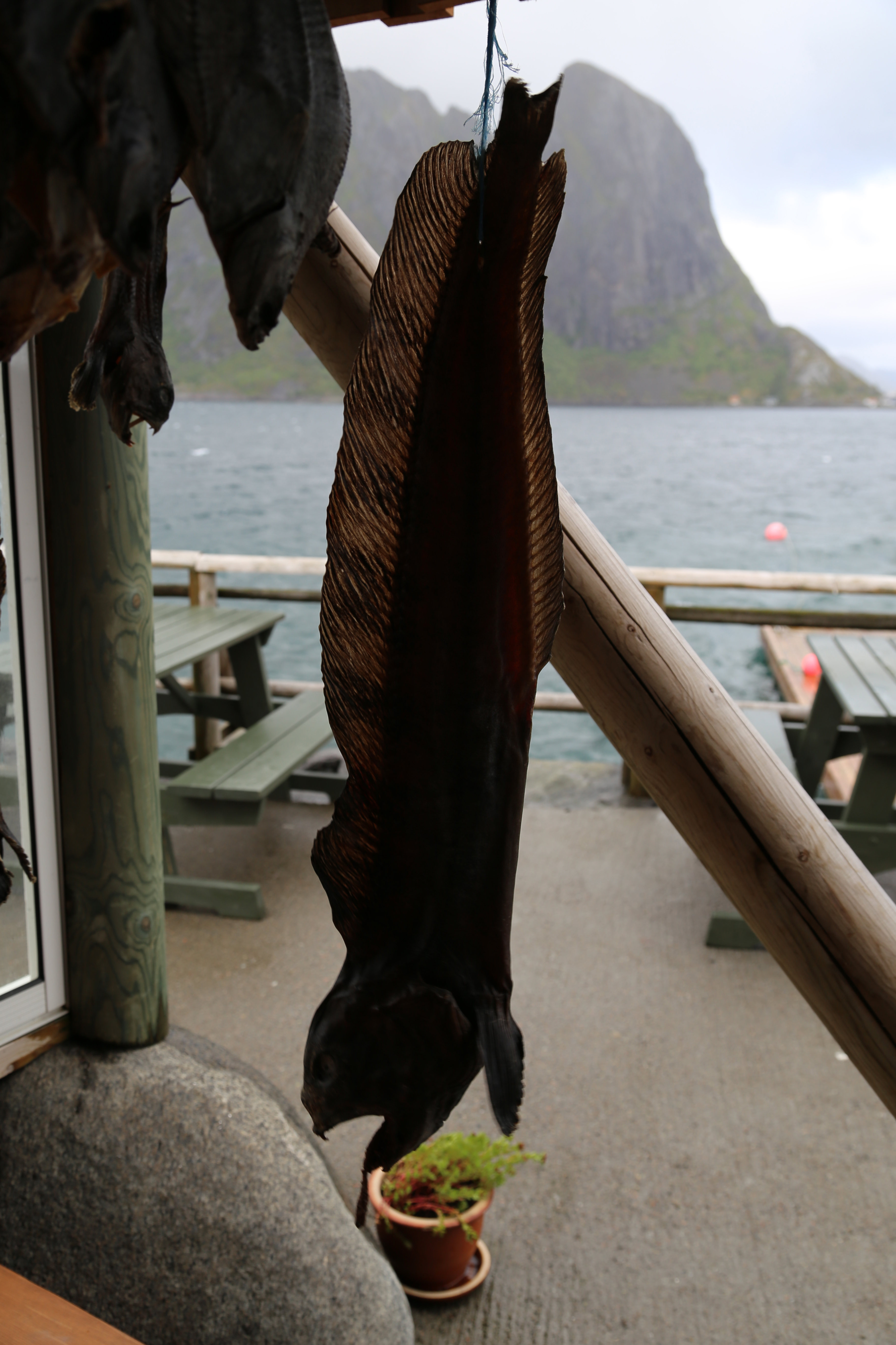 2014 Europe Trip Day 18 - Norway (Lofoten Islands: Sordal Tunnel (4 miles),  Sloverfjord Tunnel (2 miles), Chocolate Chip Rolls, Svolvaer, Lofoten Stockfish (Hanging Cod), Fishing Village Named Å, Snails, Fiskeburger (Fish Burger), Wild Reindeer) 