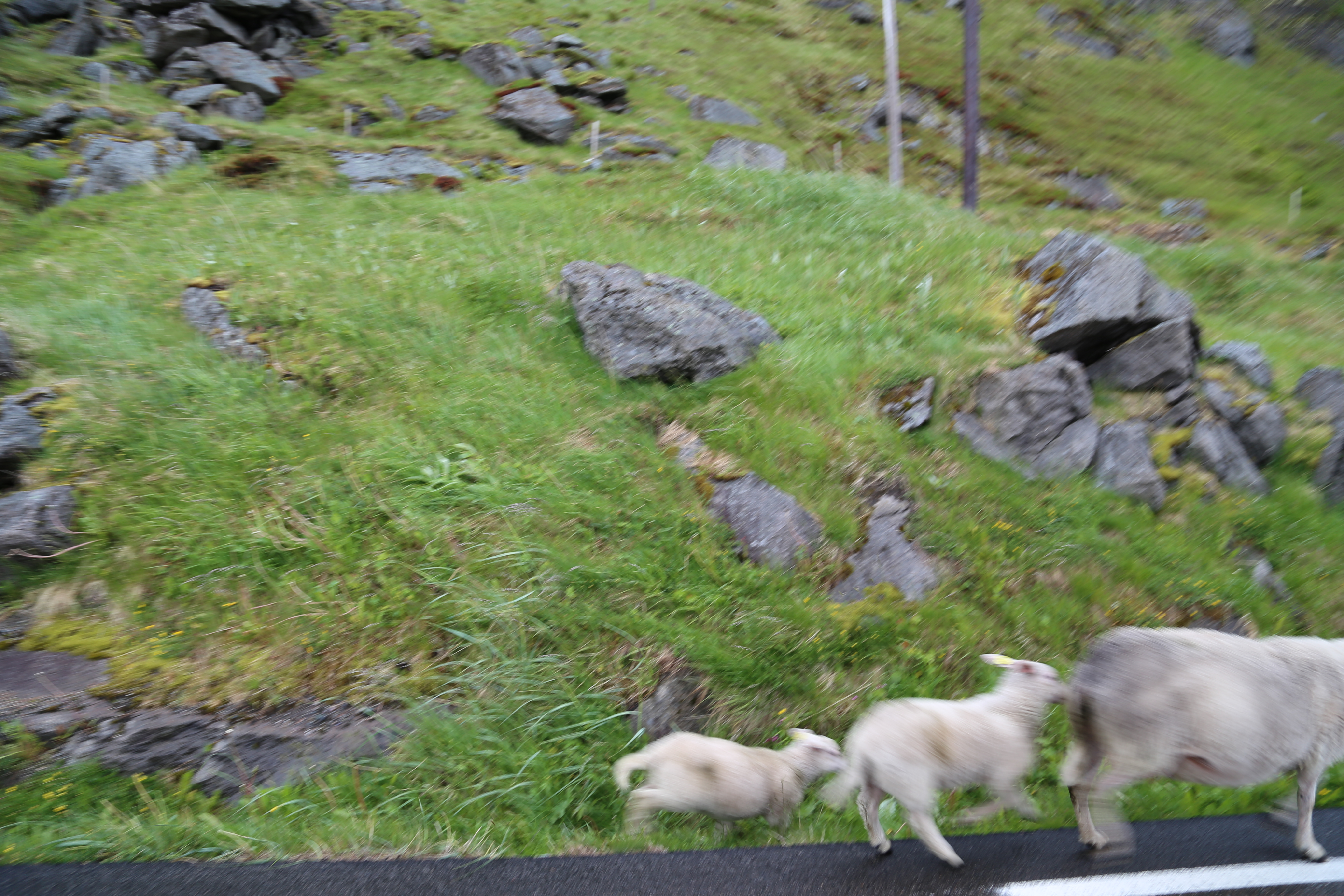 2014 Europe Trip Day 18 - Norway (Lofoten Islands: Sordal Tunnel (4 miles),  Sloverfjord Tunnel (2 miles), Chocolate Chip Rolls, Svolvaer, Lofoten Stockfish (Hanging Cod), Fishing Village Named Å, Snails, Fiskeburger (Fish Burger), Wild Reindeer) 