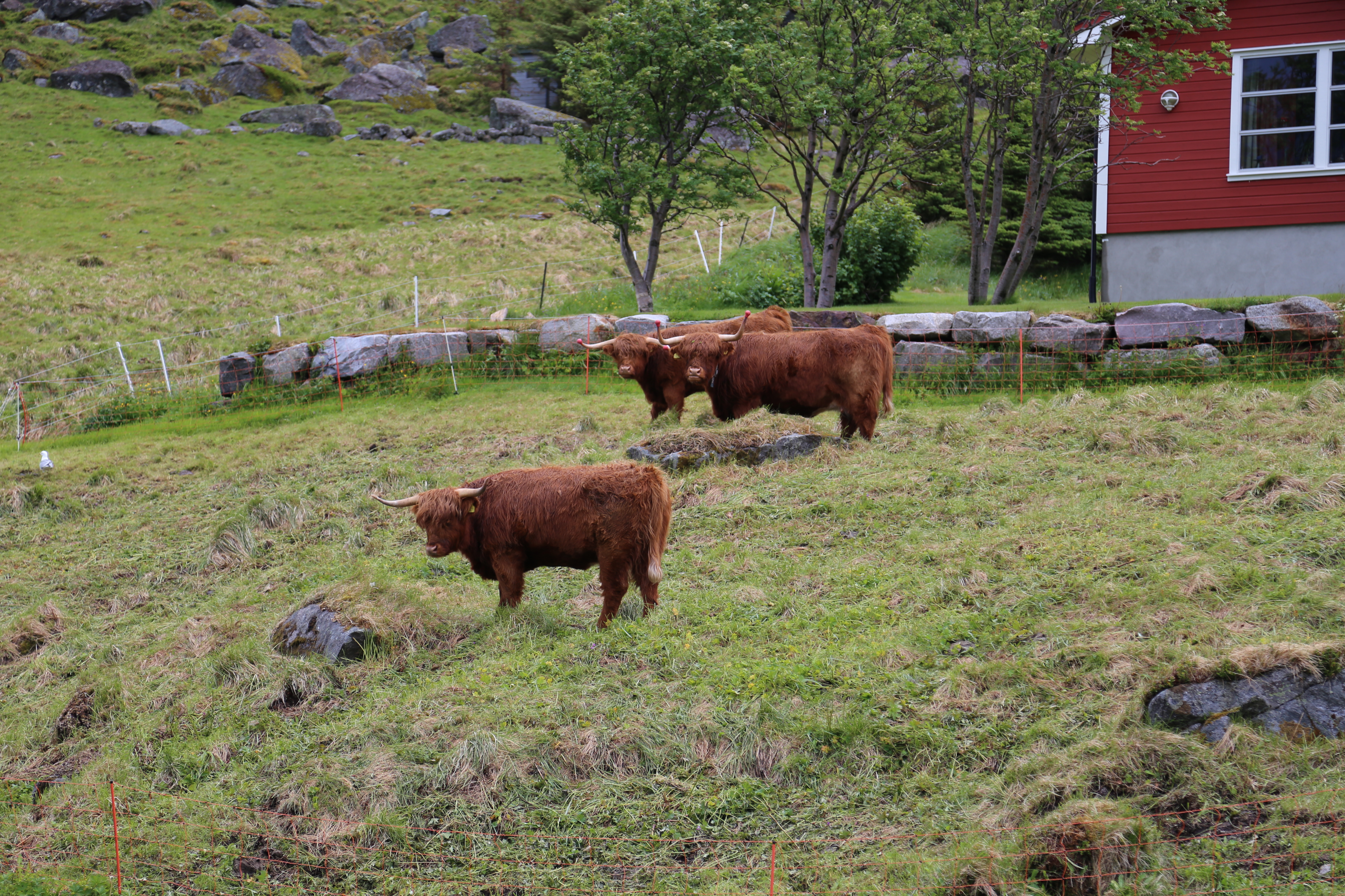 2014 Europe Trip Day 18 - Norway (Lofoten Islands: Sordal Tunnel (4 miles),  Sloverfjord Tunnel (2 miles), Chocolate Chip Rolls, Svolvaer, Lofoten Stockfish (Hanging Cod), Fishing Village Named Å, Snails, Fiskeburger (Fish Burger), Wild Reindeer) 