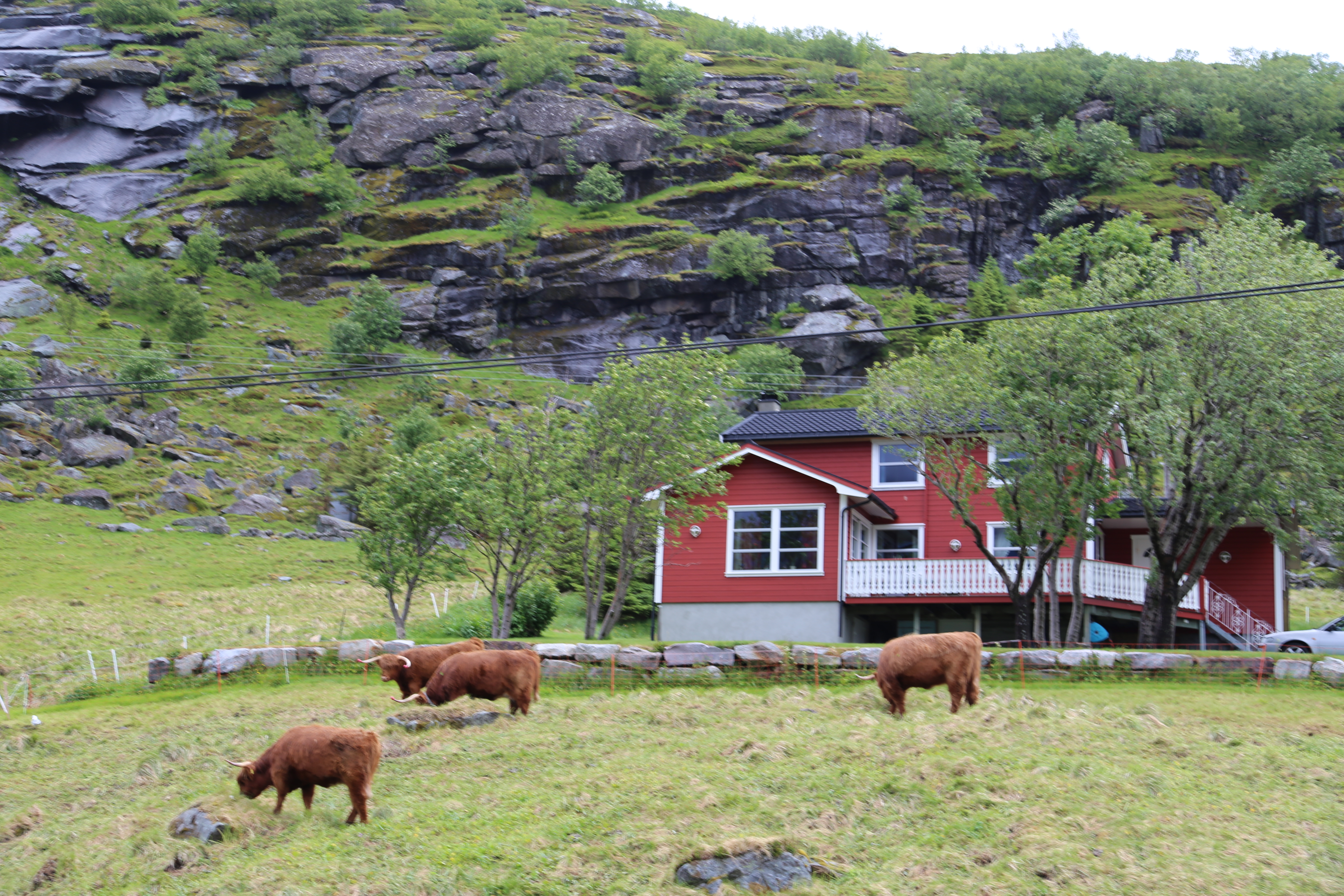 2014 Europe Trip Day 18 - Norway (Lofoten Islands: Sordal Tunnel (4 miles),  Sloverfjord Tunnel (2 miles), Chocolate Chip Rolls, Svolvaer, Lofoten Stockfish (Hanging Cod), Fishing Village Named Å, Snails, Fiskeburger (Fish Burger), Wild Reindeer) 