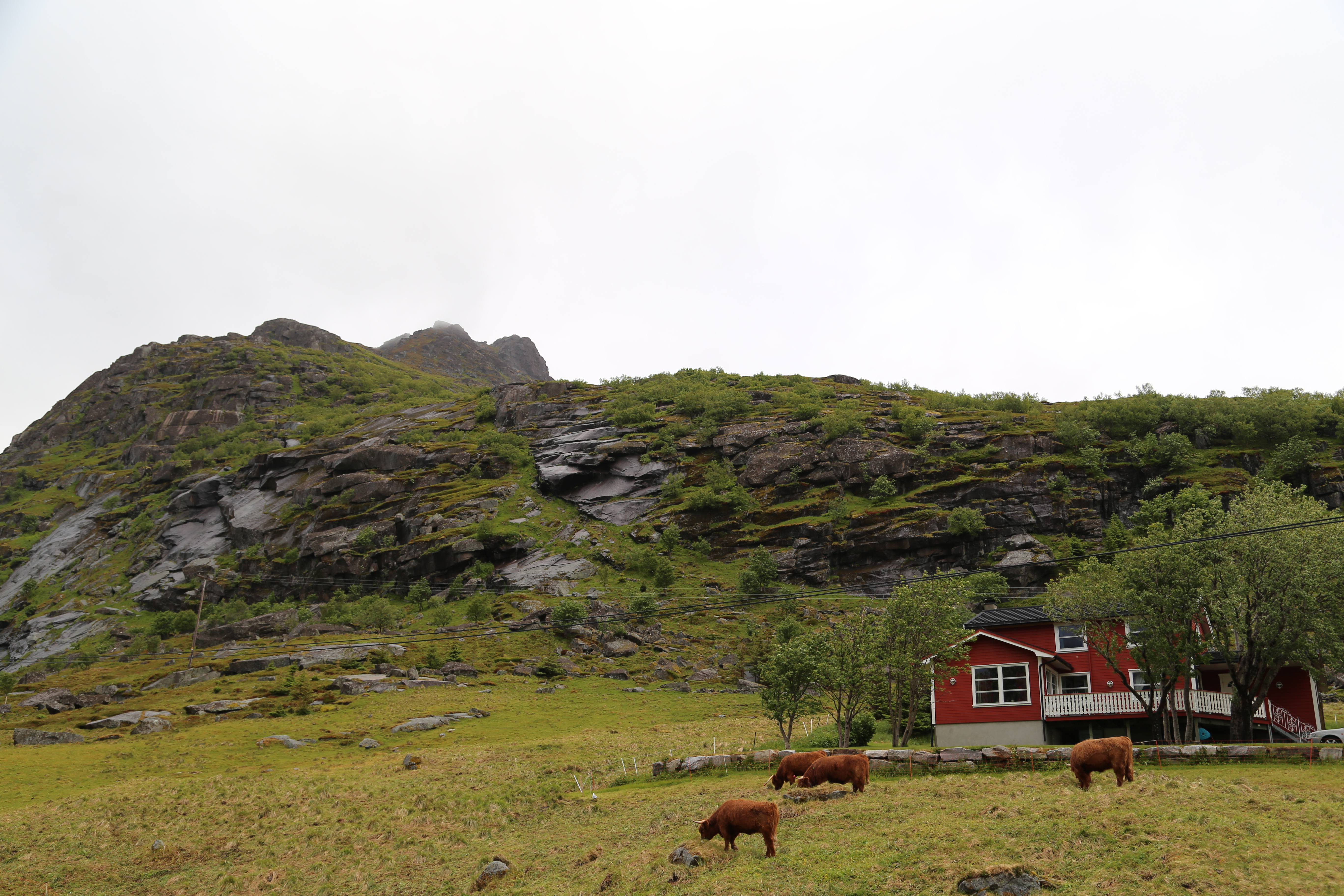 2014 Europe Trip Day 18 - Norway (Lofoten Islands: Sordal Tunnel (4 miles),  Sloverfjord Tunnel (2 miles), Chocolate Chip Rolls, Svolvaer, Lofoten Stockfish (Hanging Cod), Fishing Village Named Å, Snails, Fiskeburger (Fish Burger), Wild Reindeer) 