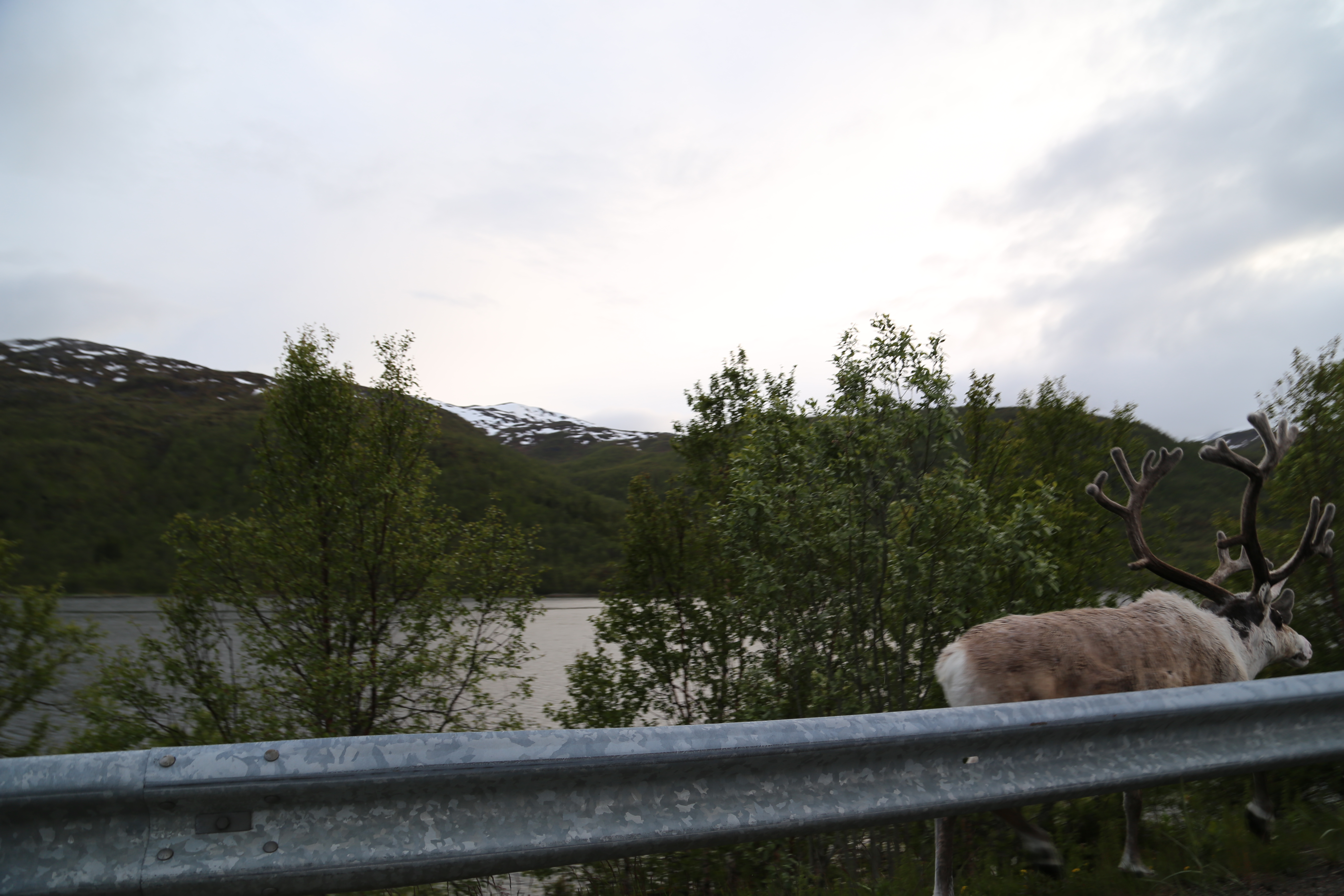 2014 Europe Trip Day 18 - Norway (Lofoten Islands: Sordal Tunnel (4 miles),  Sloverfjord Tunnel (2 miles), Chocolate Chip Rolls, Svolvaer, Lofoten Stockfish (Hanging Cod), Fishing Village Named Å, Snails, Fiskeburger (Fish Burger), Wild Reindeer) 