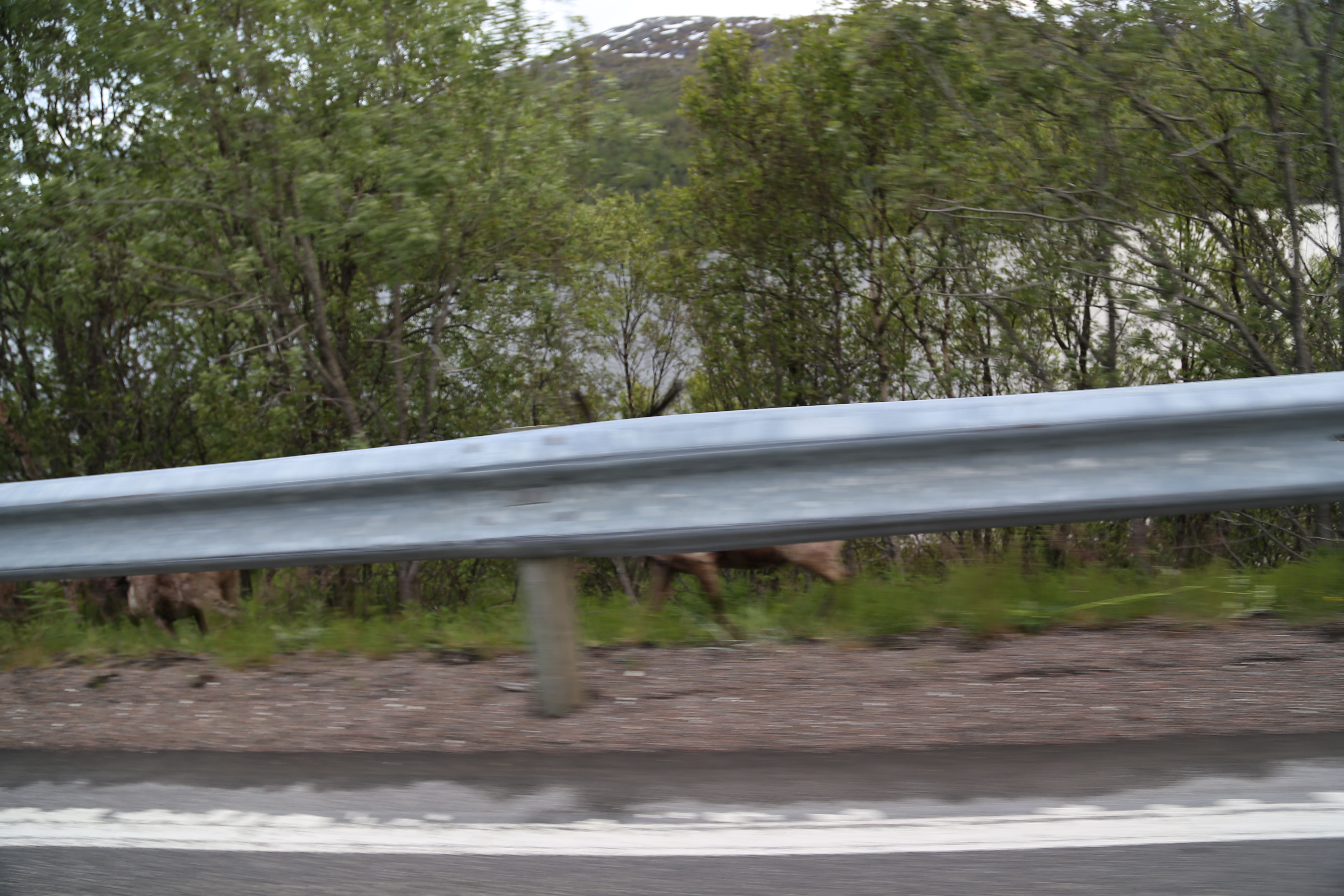 2014 Europe Trip Day 18 - Norway (Lofoten Islands: Sordal Tunnel (4 miles),  Sloverfjord Tunnel (2 miles), Chocolate Chip Rolls, Svolvaer, Lofoten Stockfish (Hanging Cod), Fishing Village Named Å, Snails, Fiskeburger (Fish Burger), Wild Reindeer) 