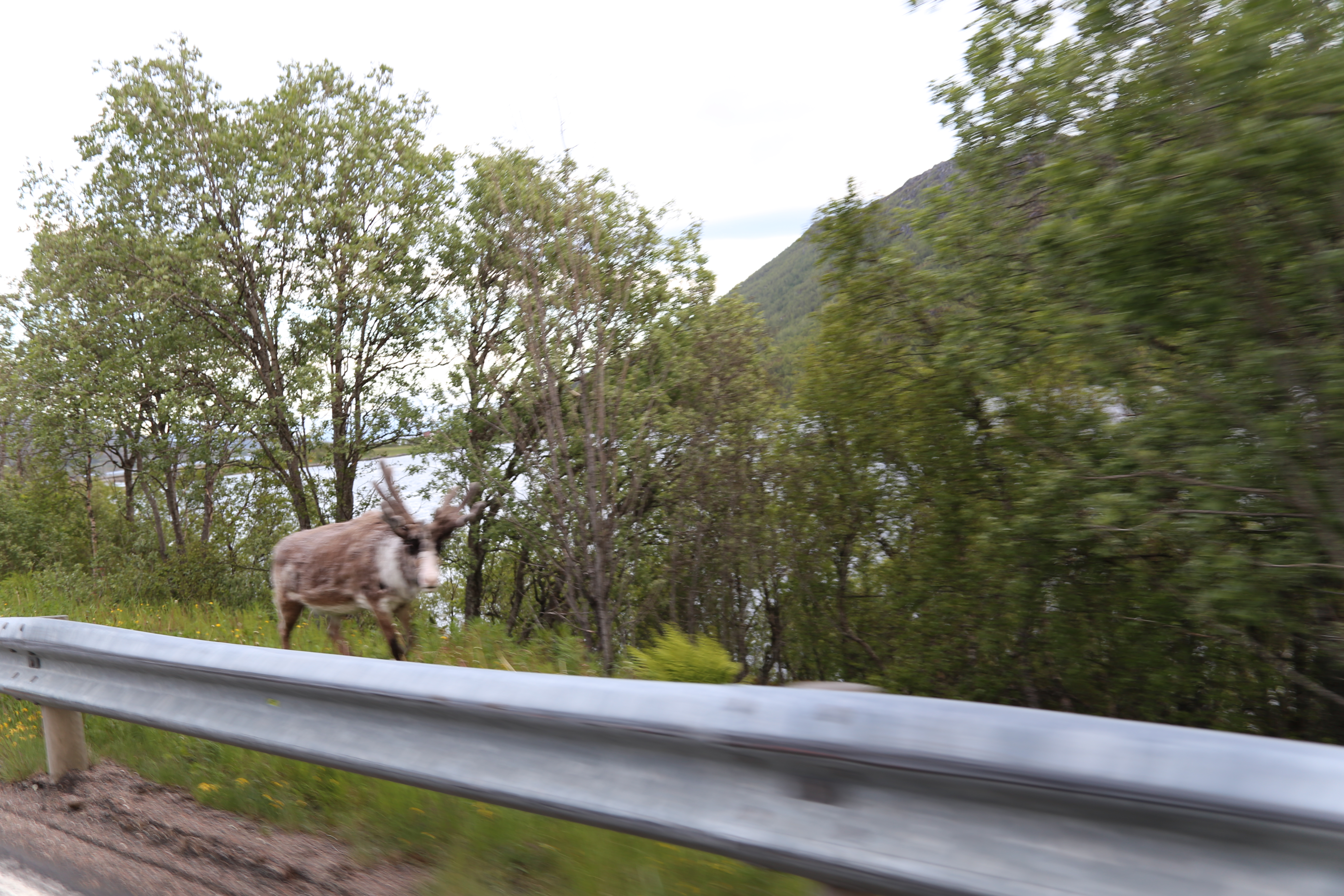 2014 Europe Trip Day 18 - Norway (Lofoten Islands: Sordal Tunnel (4 miles),  Sloverfjord Tunnel (2 miles), Chocolate Chip Rolls, Svolvaer, Lofoten Stockfish (Hanging Cod), Fishing Village Named Å, Snails, Fiskeburger (Fish Burger), Wild Reindeer) 