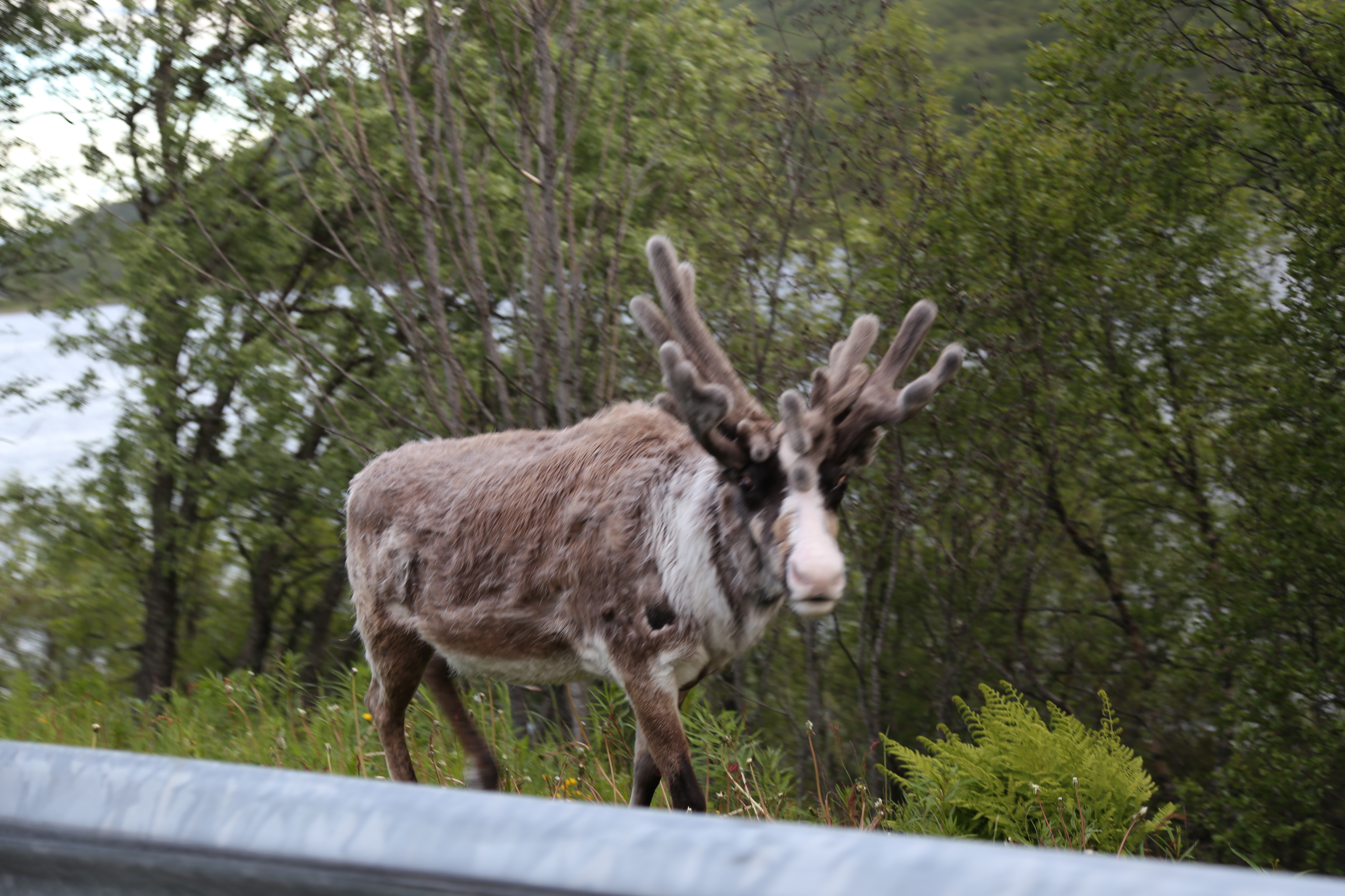 2014 Europe Trip Day 18 - Norway (Lofoten Islands: Sordal Tunnel (4 miles),  Sloverfjord Tunnel (2 miles), Chocolate Chip Rolls, Svolvaer, Lofoten Stockfish (Hanging Cod), Fishing Village Named Å, Snails, Fiskeburger (Fish Burger), Wild Reindeer) 