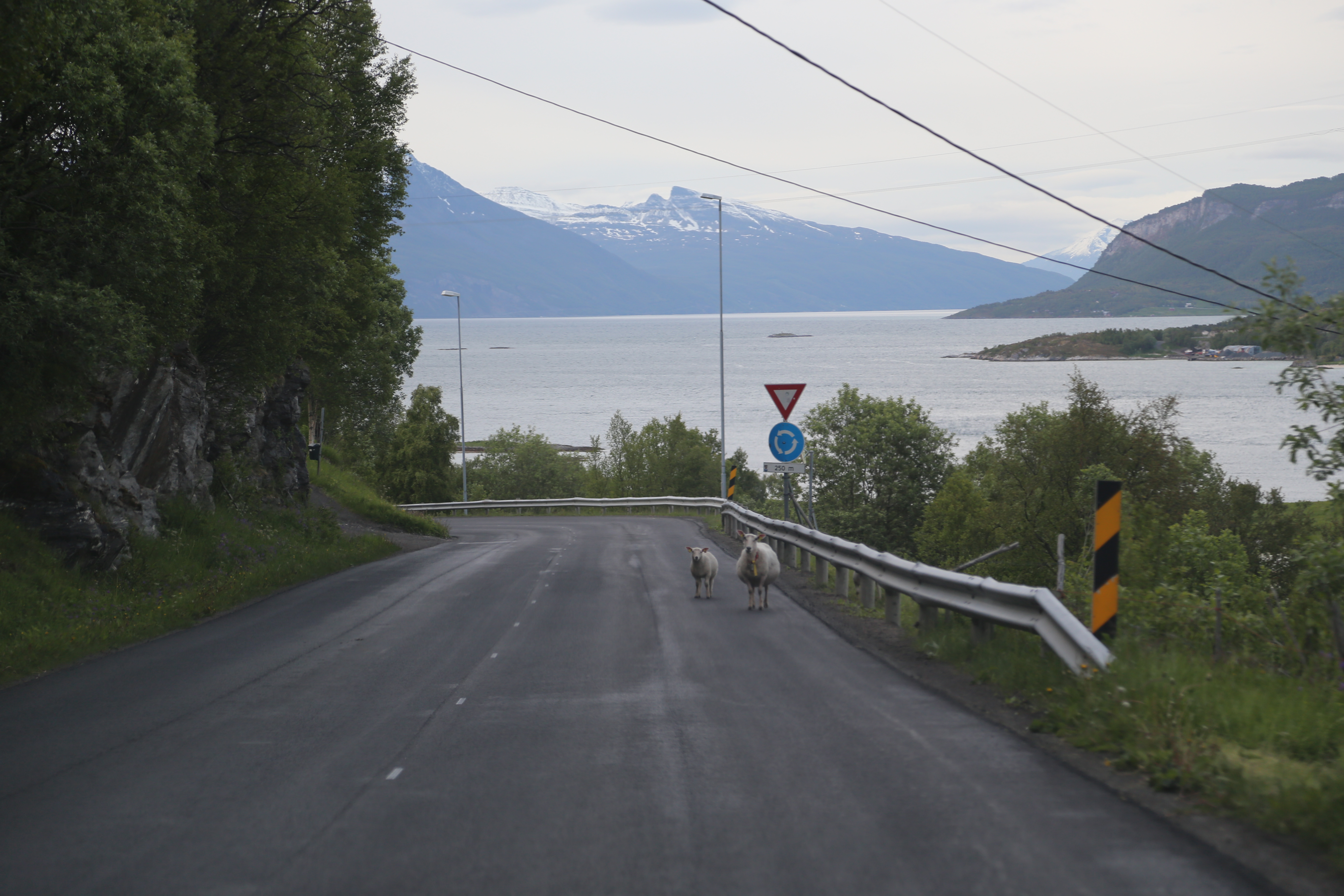 2014 Europe Trip Day 18 - Norway (Lofoten Islands: Sordal Tunnel (4 miles),  Sloverfjord Tunnel (2 miles), Chocolate Chip Rolls, Svolvaer, Lofoten Stockfish (Hanging Cod), Fishing Village Named Å, Snails, Fiskeburger (Fish Burger), Wild Reindeer) 