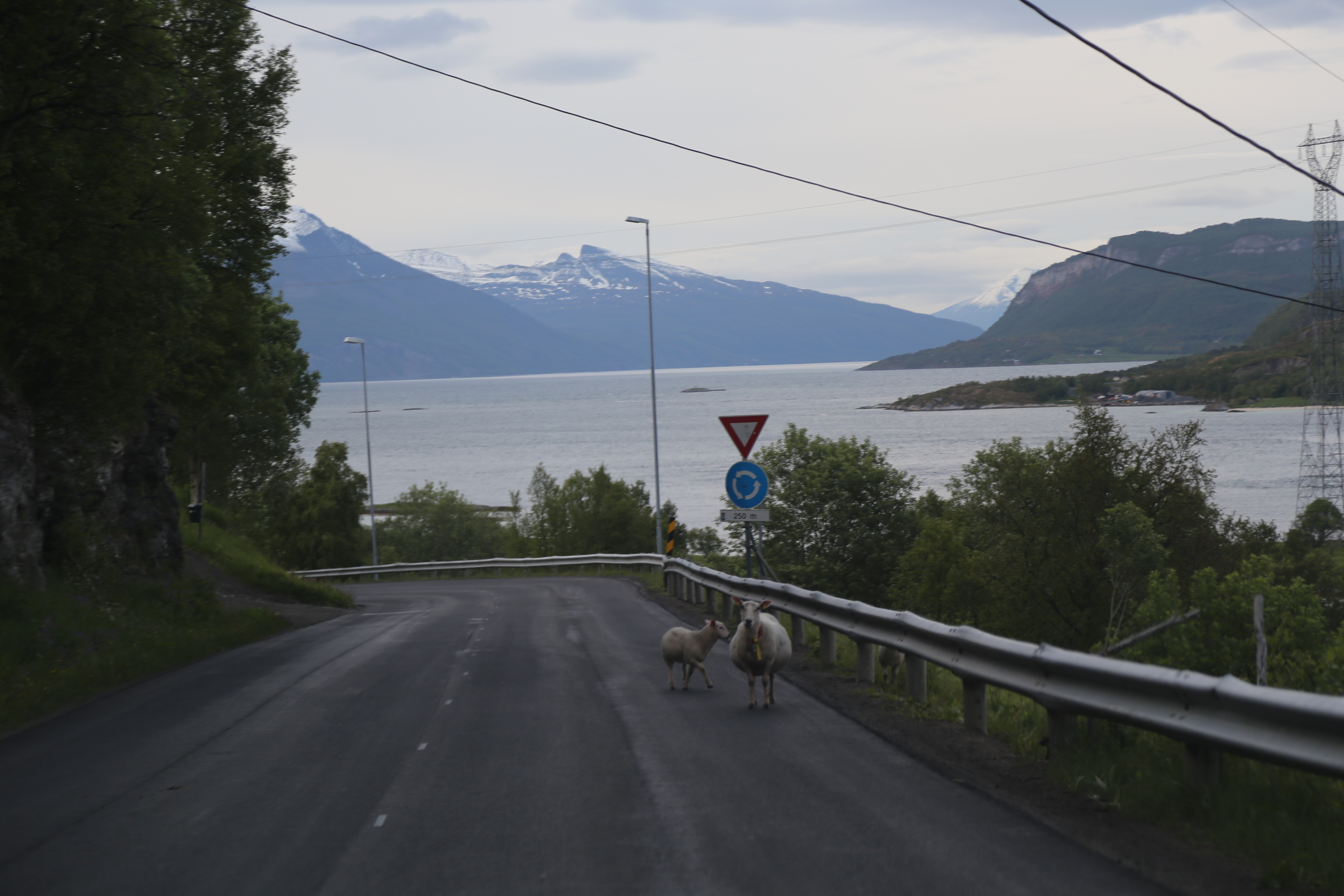 2014 Europe Trip Day 18 - Norway (Lofoten Islands: Sordal Tunnel (4 miles),  Sloverfjord Tunnel (2 miles), Chocolate Chip Rolls, Svolvaer, Lofoten Stockfish (Hanging Cod), Fishing Village Named Å, Snails, Fiskeburger (Fish Burger), Wild Reindeer) 