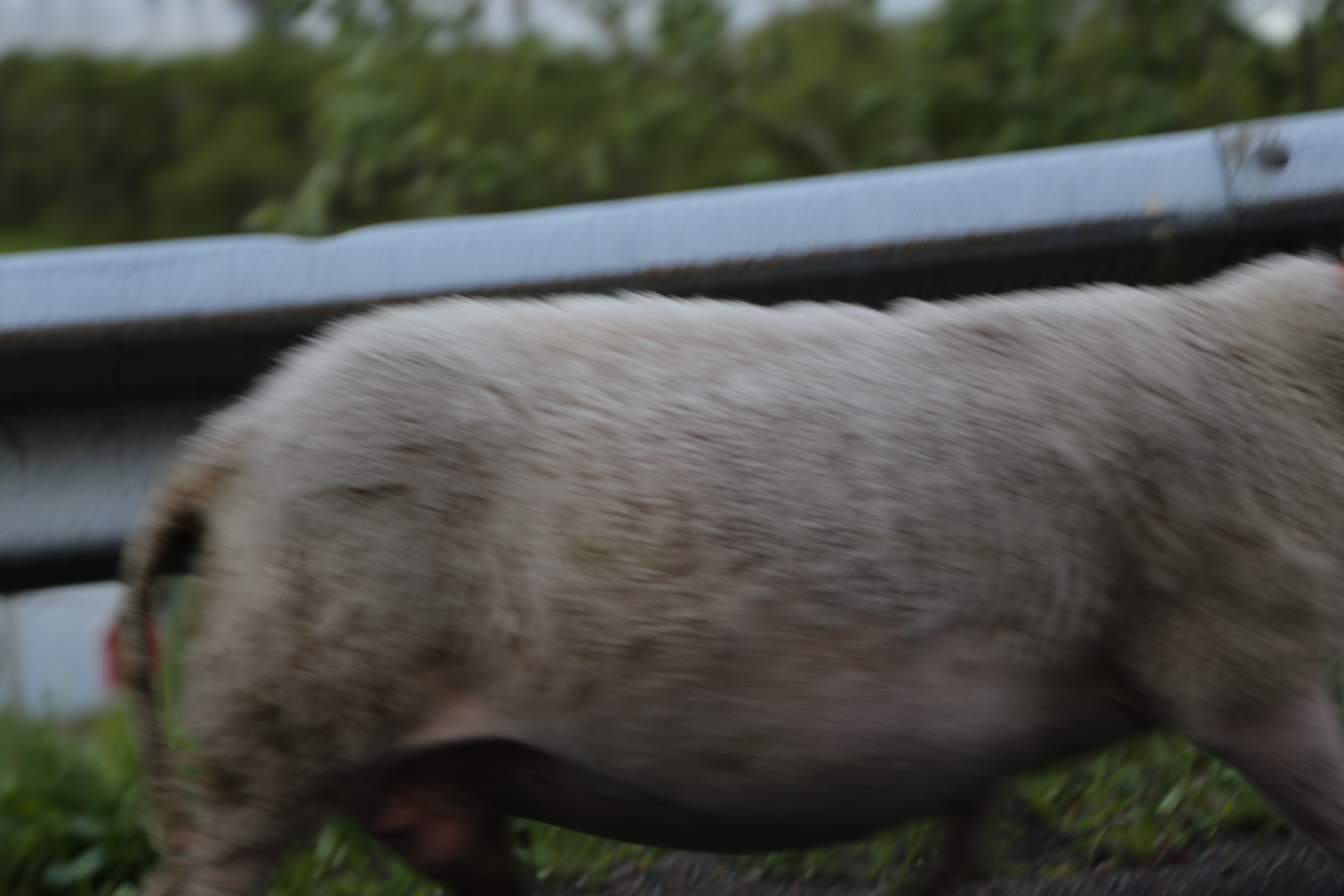 2014 Europe Trip Day 18 - Norway (Lofoten Islands: Sordal Tunnel (4 miles),  Sloverfjord Tunnel (2 miles), Chocolate Chip Rolls, Svolvaer, Lofoten Stockfish (Hanging Cod), Fishing Village Named Å, Snails, Fiskeburger (Fish Burger), Wild Reindeer) 