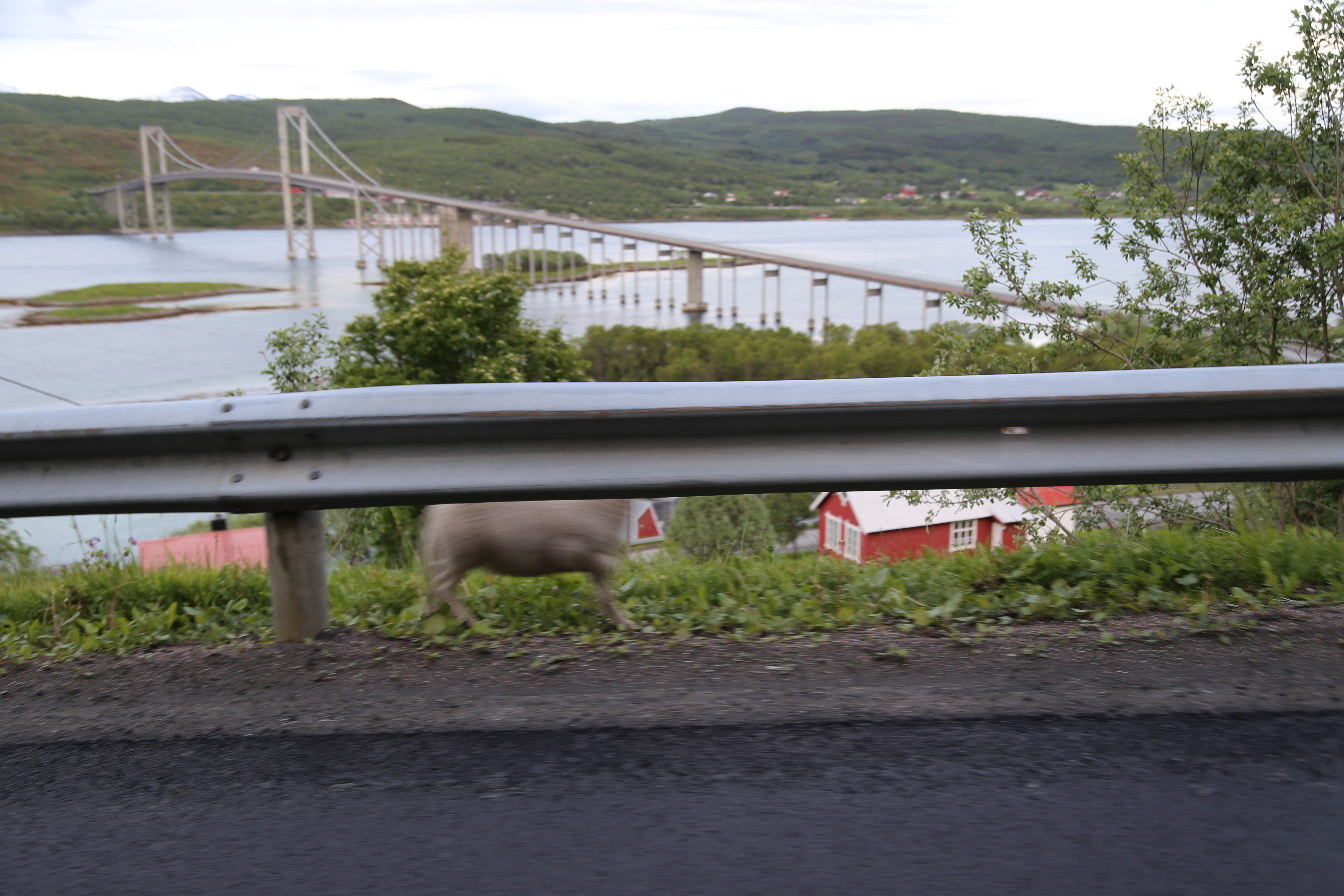 2014 Europe Trip Day 18 - Norway (Lofoten Islands: Sordal Tunnel (4 miles),  Sloverfjord Tunnel (2 miles), Chocolate Chip Rolls, Svolvaer, Lofoten Stockfish (Hanging Cod), Fishing Village Named Å, Snails, Fiskeburger (Fish Burger), Wild Reindeer) 