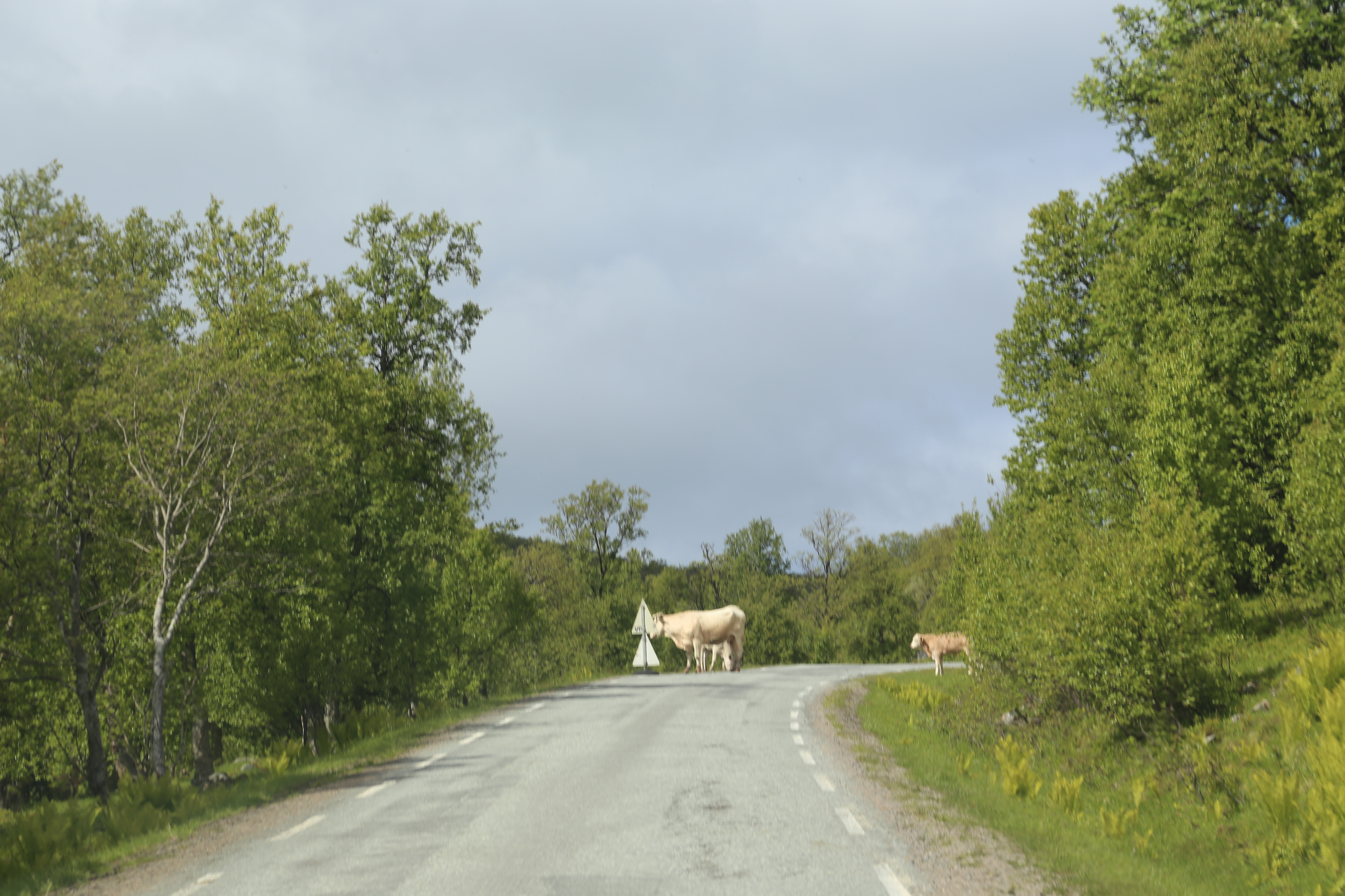 2014 Europe Trip Day 20 - Norway (Kasfjord & Aun: Midnight Sun, Aun, Home Where Andrew M. Israelsen Was Born, Where Andrew M. Israelsen Was Baptized (Kasfjordvatnet Lake), Eilertsen Farm, Harstad / Narvik Evenes Airport, Bergen Airport, 1860 Nordnes Home)