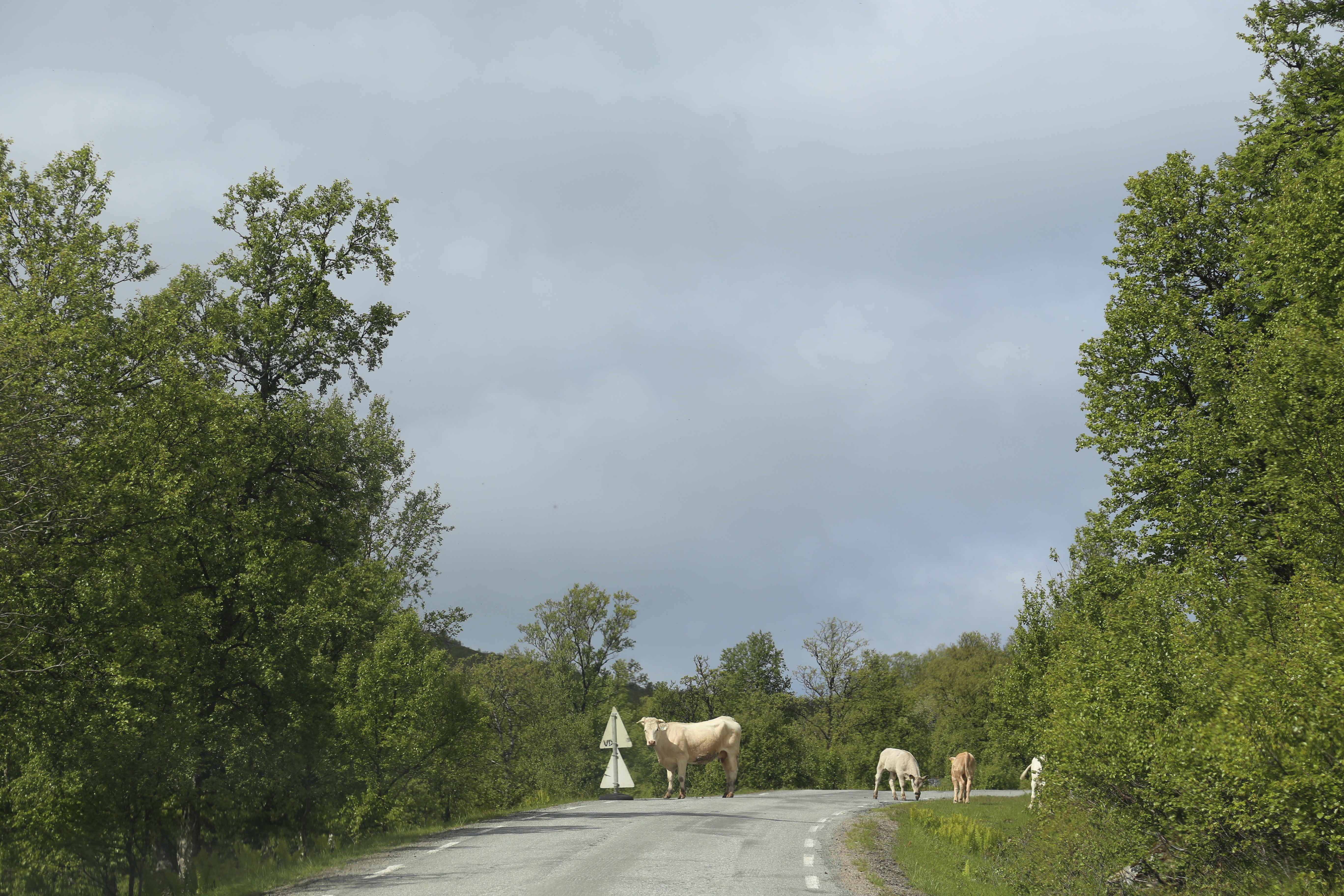 2014 Europe Trip Day 20 - Norway (Kasfjord & Aun: Midnight Sun, Aun, Home Where Andrew M. Israelsen Was Born, Where Andrew M. Israelsen Was Baptized (Kasfjordvatnet Lake), Eilertsen Farm, Harstad / Narvik Evenes Airport, Bergen Airport, 1860 Nordnes Home)