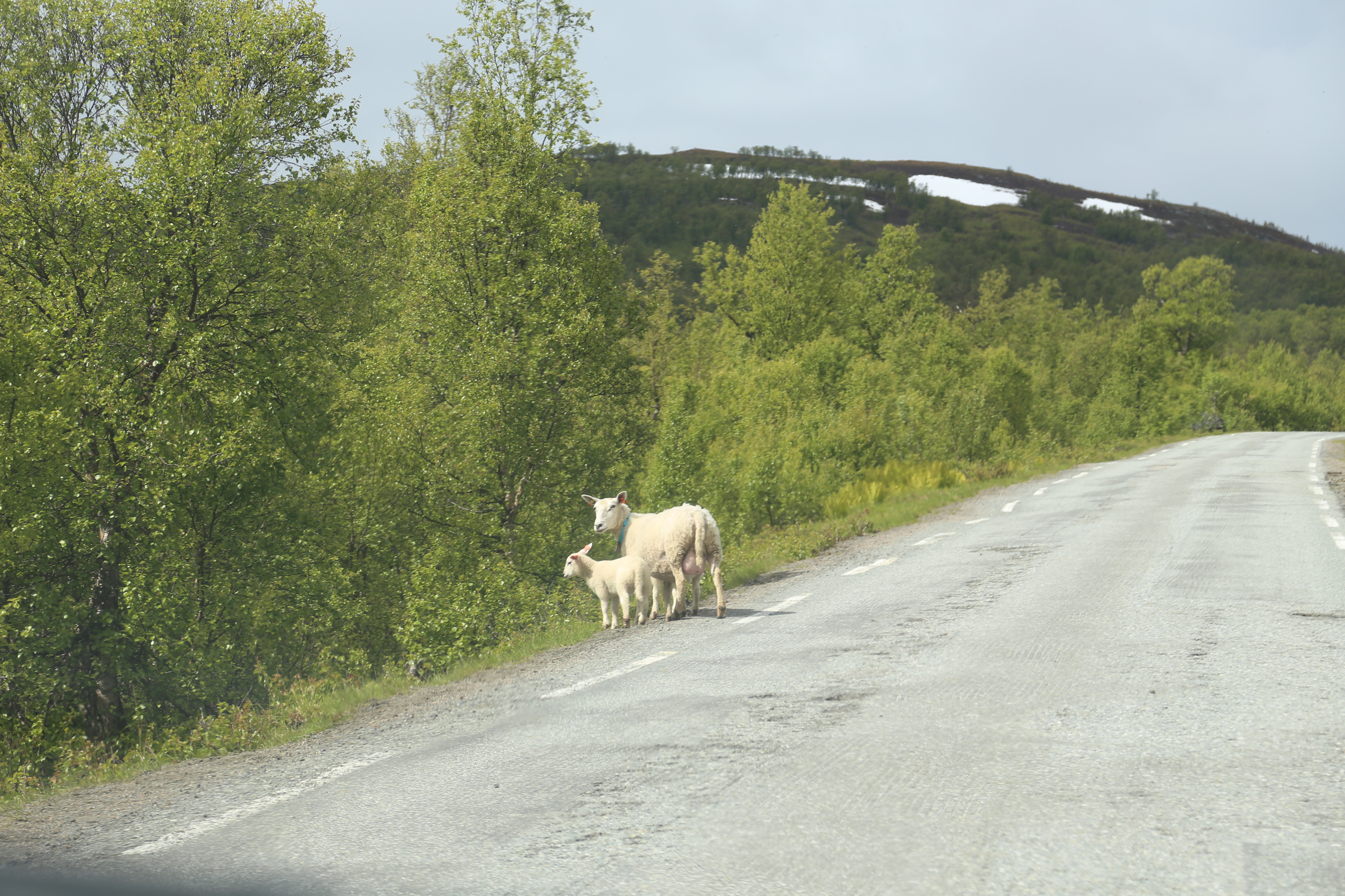 2014 Europe Trip Day 20 - Norway (Kasfjord & Aun: Midnight Sun, Aun, Home Where Andrew M. Israelsen Was Born, Where Andrew M. Israelsen Was Baptized (Kasfjordvatnet Lake), Eilertsen Farm, Harstad / Narvik Evenes Airport, Bergen Airport, 1860 Nordnes Home)