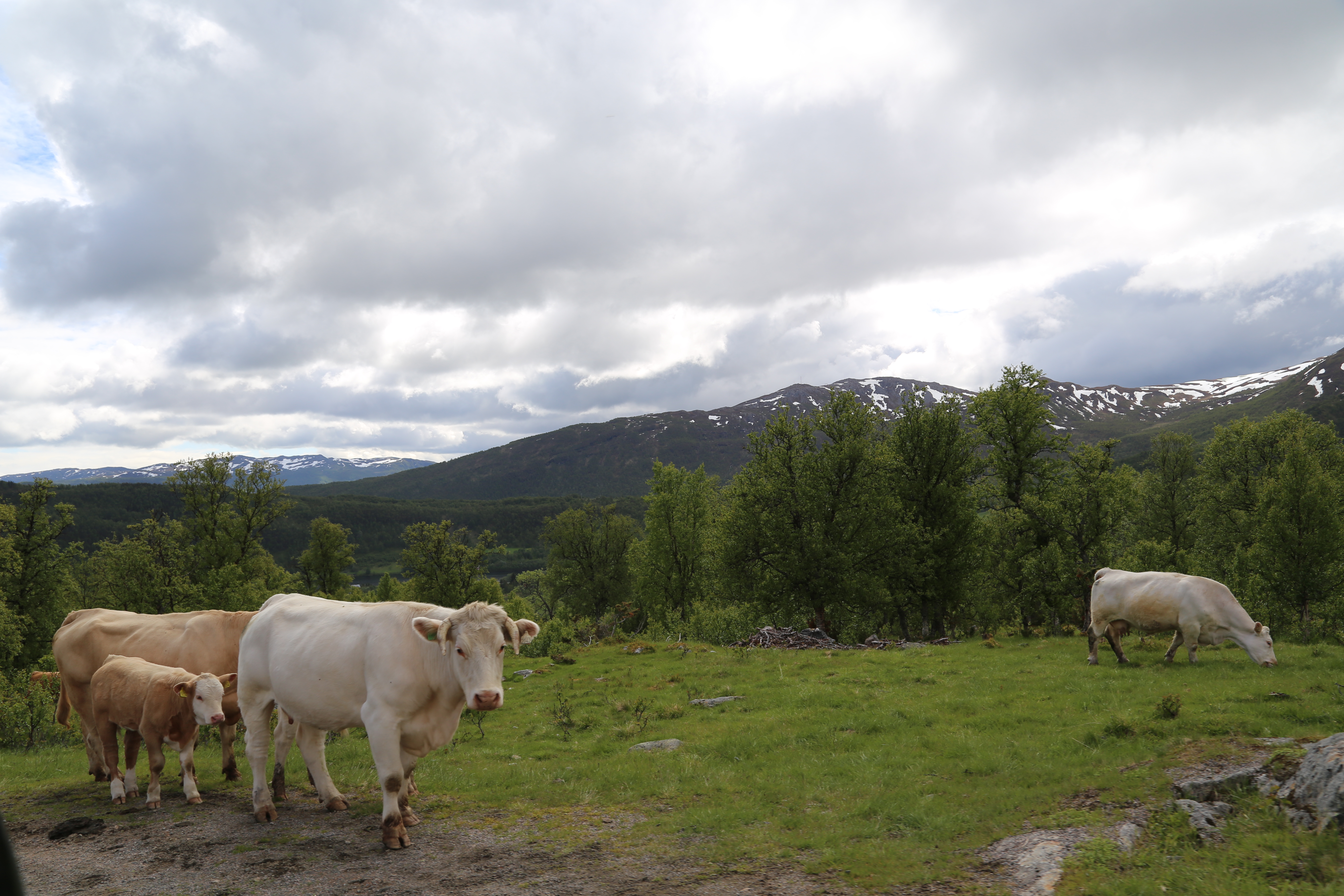 2014 Europe Trip Day 20 - Norway (Kasfjord & Aun: Midnight Sun, Aun, Home Where Andrew M. Israelsen Was Born, Where Andrew M. Israelsen Was Baptized (Kasfjordvatnet Lake), Eilertsen Farm, Harstad / Narvik Evenes Airport, Bergen Airport, 1860 Nordnes Home)