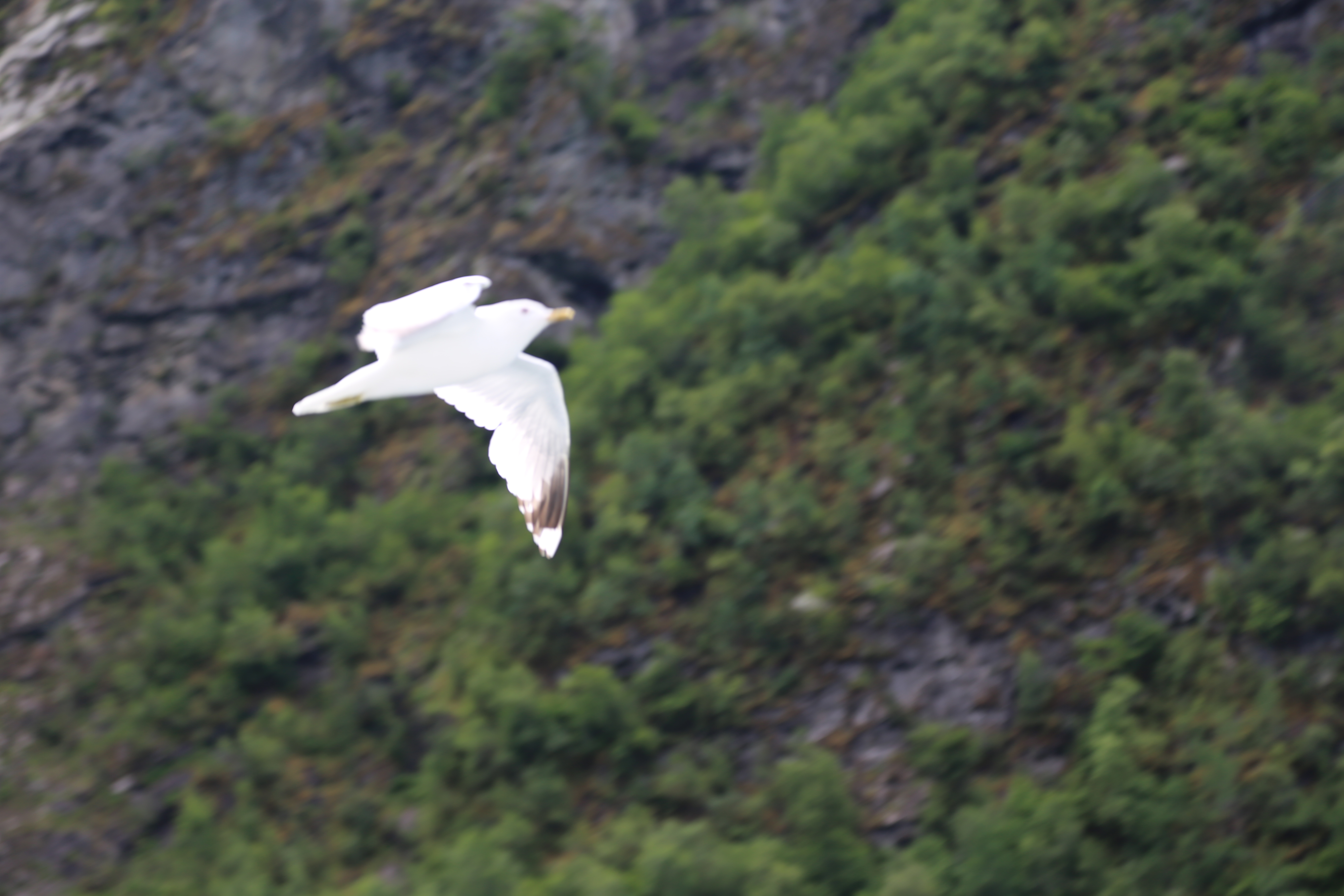 2014 Europe Trip Day 21 - Norway (Norway in a Nutshell (Roundtrip from Bergen via Myrdal): Train Bergen-Myrdal, The Flåm Railway, Fjord Cruise Flam-Gudvangen, Nærøyfjord (Narrowest Fjord in World), Bus Gudvangen-Voss, Train Voss-Bergen)