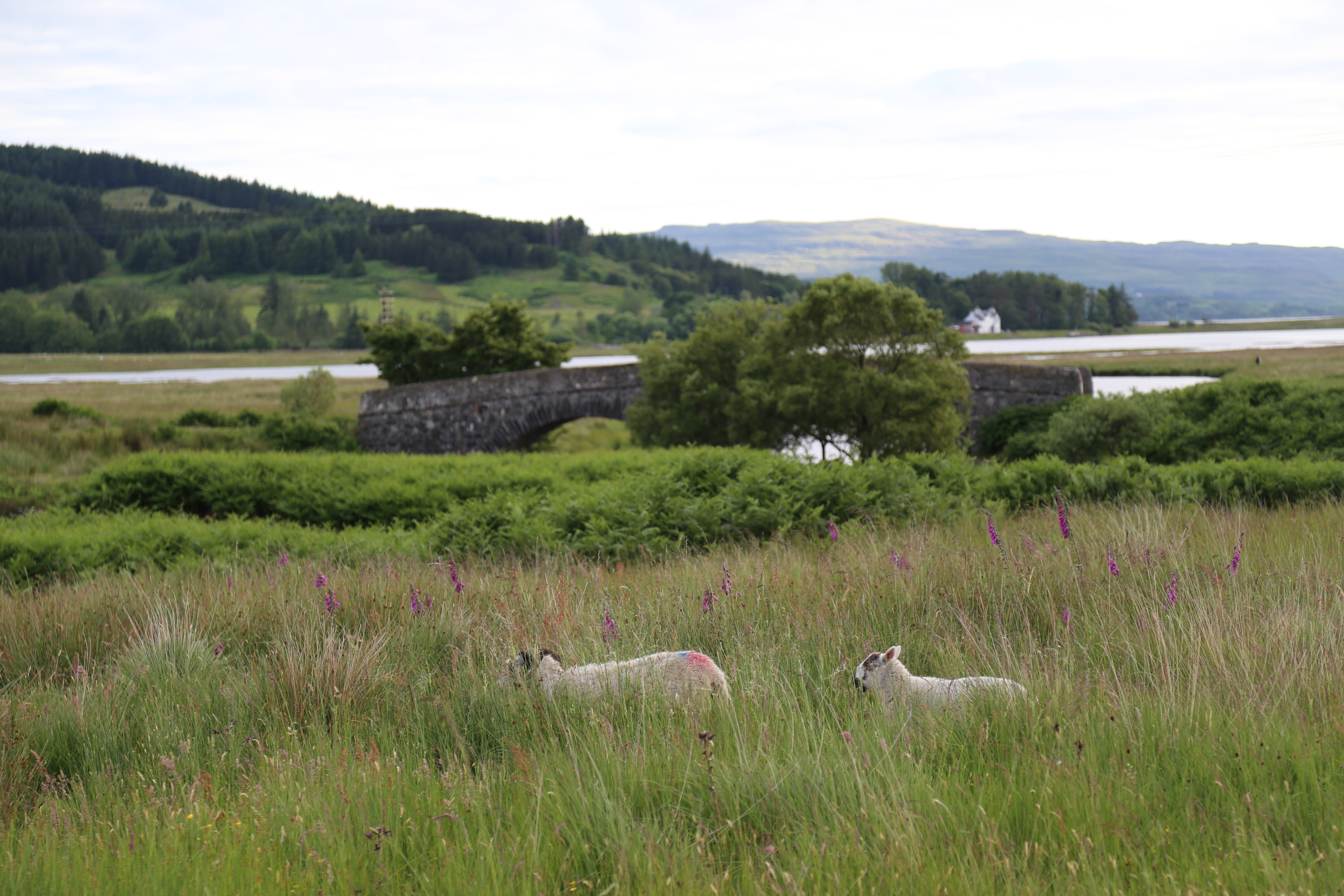 2014 Europe Trip Day 25 - Scotland (Stirling Monument, Doune Castle (Monty Python Castle), Loch Lomond, Ben Lomond, Inverary Castle, Crisps, Tunnock's, Oban Ferry to Isle of Mull, Duart Castle, Argyll Arms Hotel, Haggis, Neeps, & Tatties, Ardachy House)