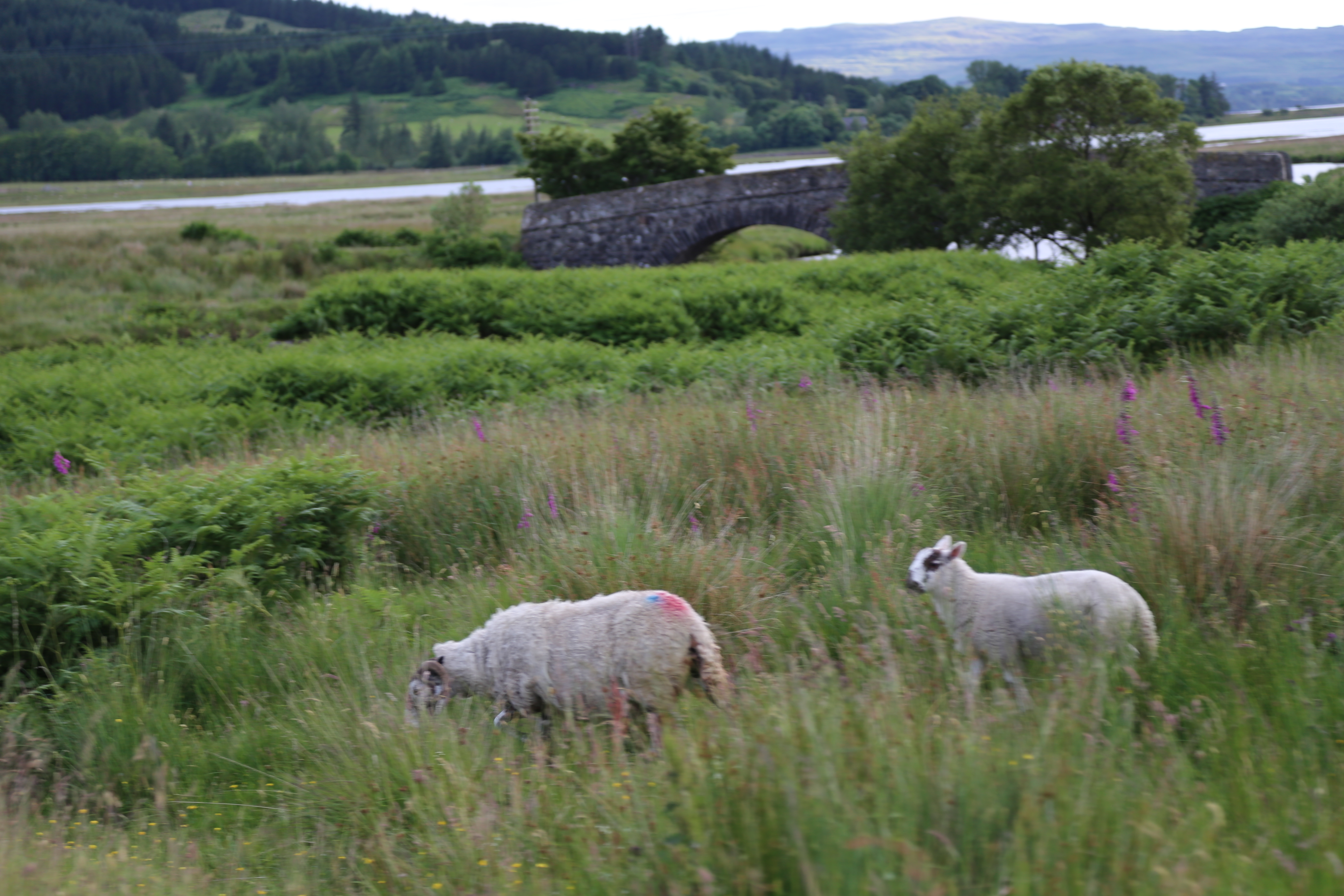 2014 Europe Trip Day 25 - Scotland (Stirling Monument, Doune Castle (Monty Python Castle), Loch Lomond, Ben Lomond, Inverary Castle, Crisps, Tunnock's, Oban Ferry to Isle of Mull, Duart Castle, Argyll Arms Hotel, Haggis, Neeps, & Tatties, Ardachy House)