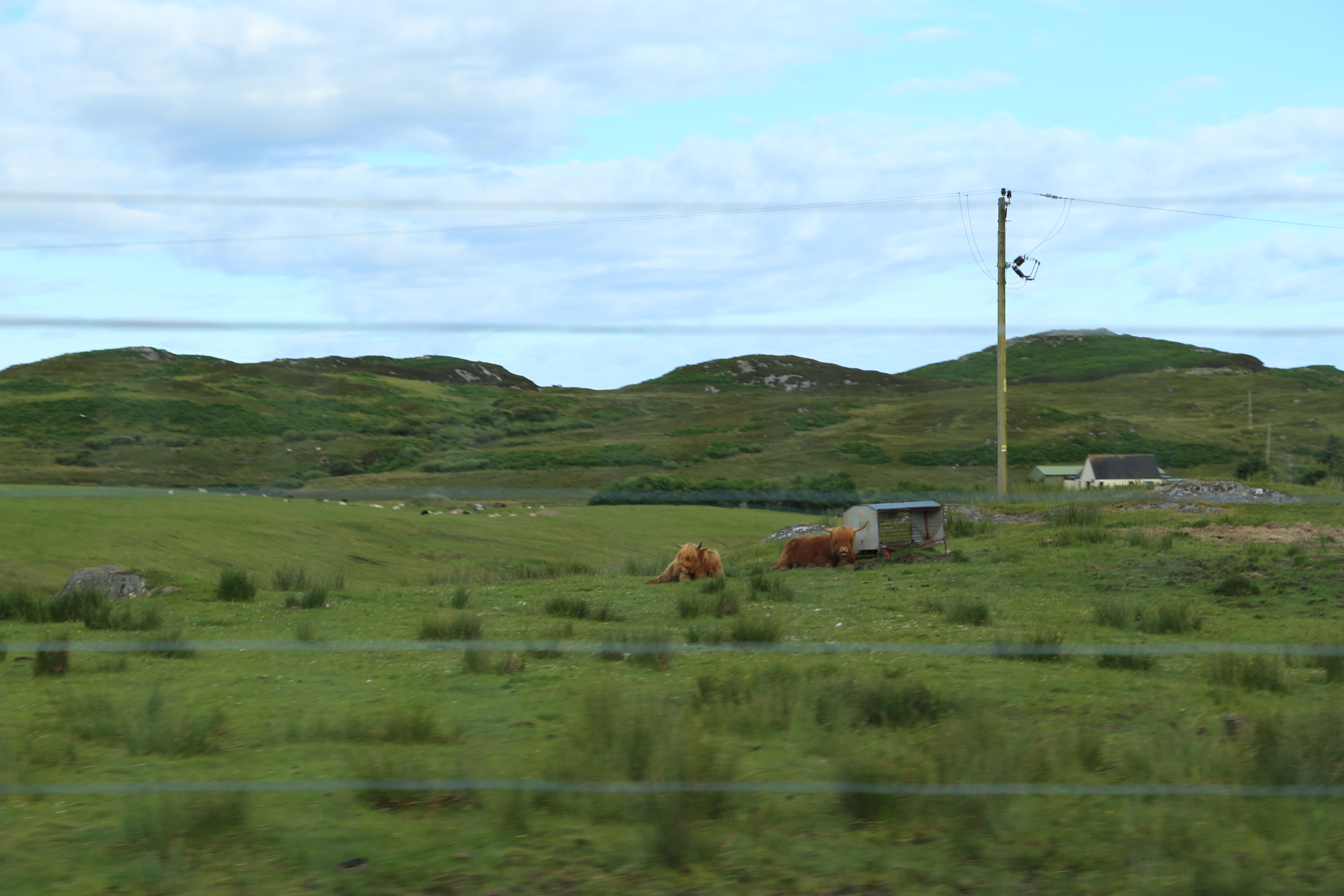 2014 Europe Trip Day 26 - Scotland (Ardachy House Yurt, Heilan' Coo, Fionnphort-Iona Ferry, Iona Nunnery, Iona Abbey (Britain Christianity Birthplace), Scottish Heather, Tobermory-Kilchoan Ferry, Castle Tioram, Glenfinnan Monument, Biting Midges!)