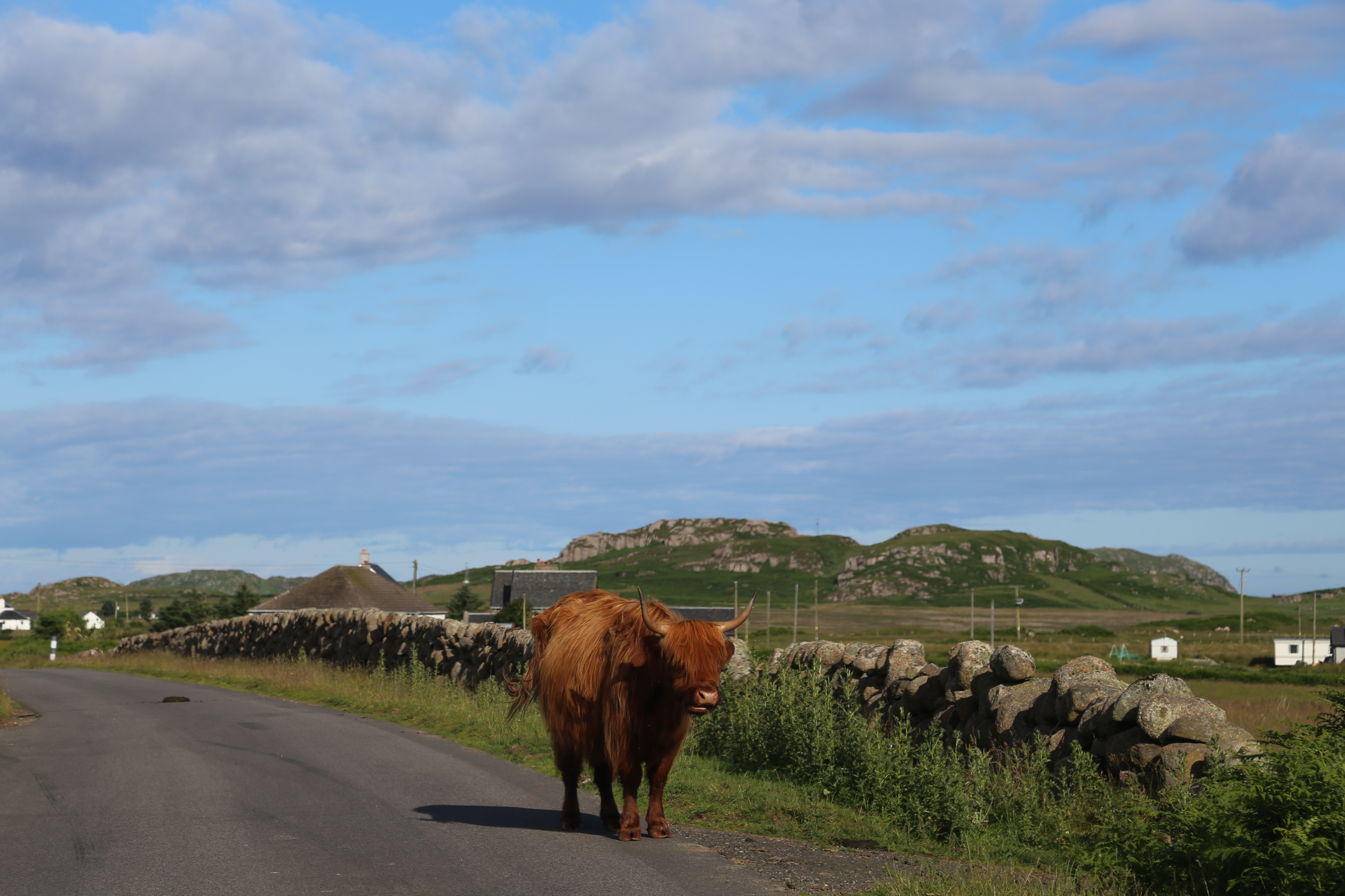 2014 Europe Trip Day 26 - Scotland (Ardachy House Yurt, Heilan' Coo, Fionnphort-Iona Ferry, Iona Nunnery, Iona Abbey (Britain Christianity Birthplace), Scottish Heather, Tobermory-Kilchoan Ferry, Castle Tioram, Glenfinnan Monument, Biting Midges!)