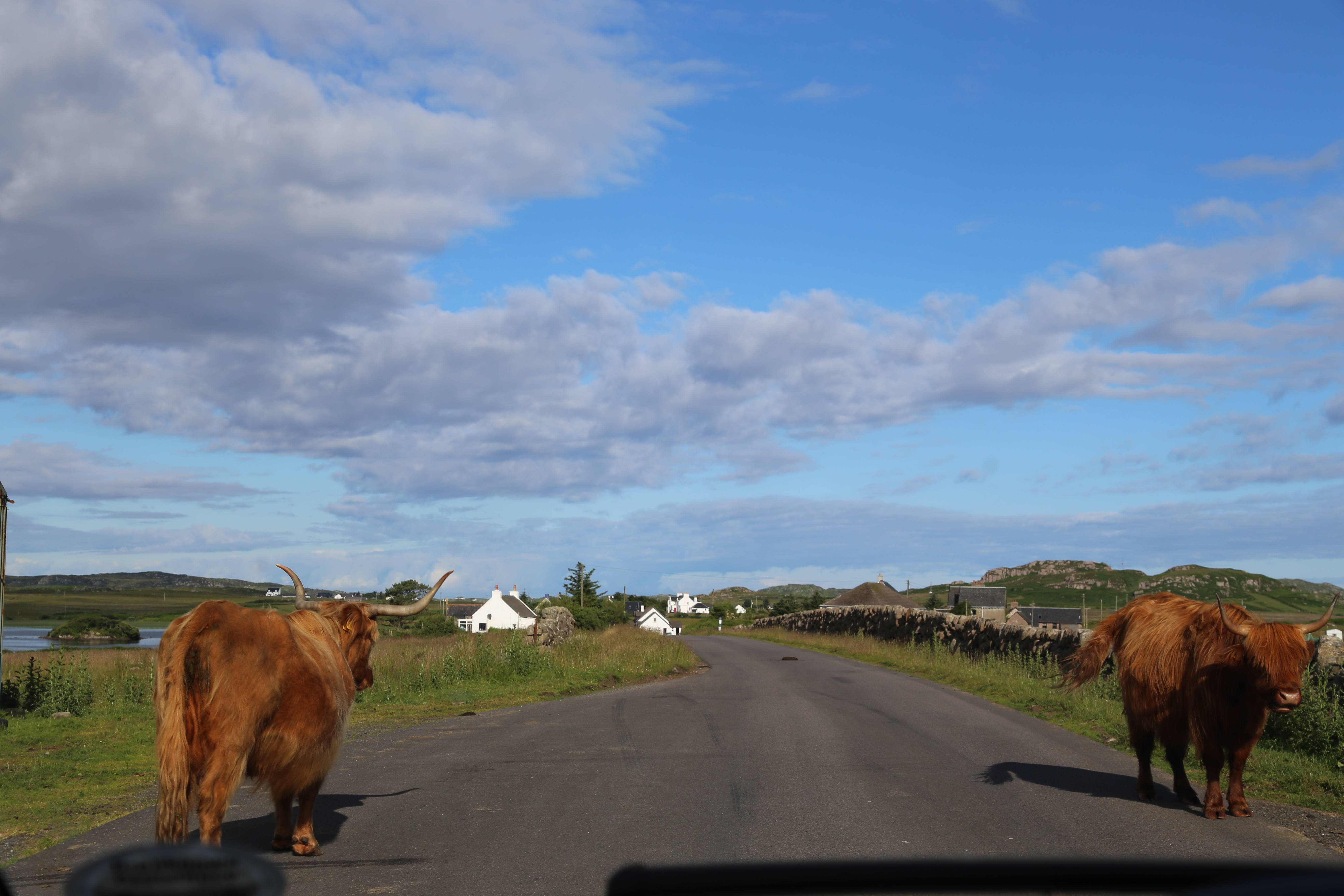 2014 Europe Trip Day 26 - Scotland (Ardachy House Yurt, Heilan' Coo, Fionnphort-Iona Ferry, Iona Nunnery, Iona Abbey (Britain Christianity Birthplace), Scottish Heather, Tobermory-Kilchoan Ferry, Castle Tioram, Glenfinnan Monument, Biting Midges!)