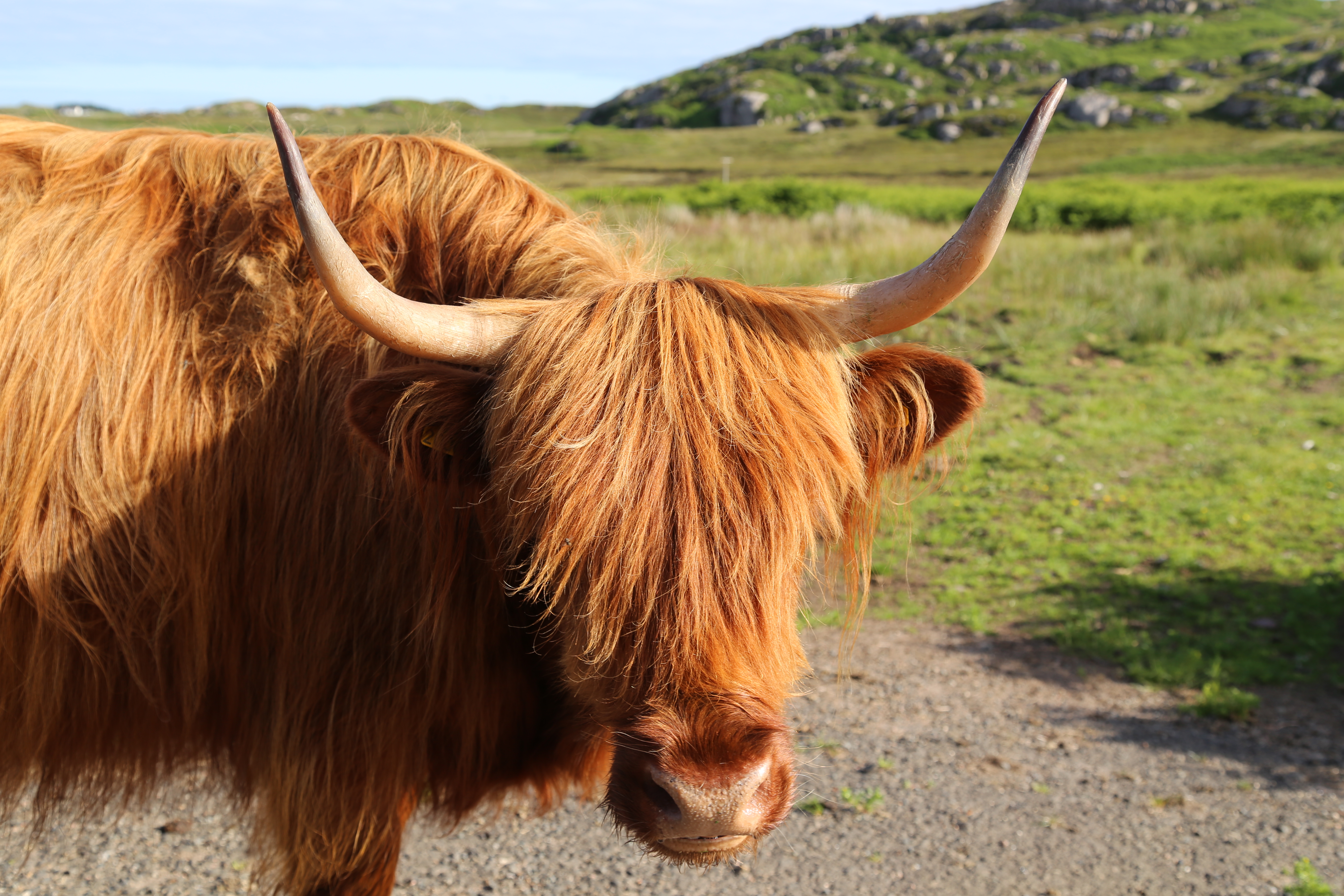 2014 Europe Trip Day 26 - Scotland (Ardachy House Yurt, Heilan' Coo, Fionnphort-Iona Ferry, Iona Nunnery, Iona Abbey (Britain Christianity Birthplace), Scottish Heather, Tobermory-Kilchoan Ferry, Castle Tioram, Glenfinnan Monument, Biting Midges!)