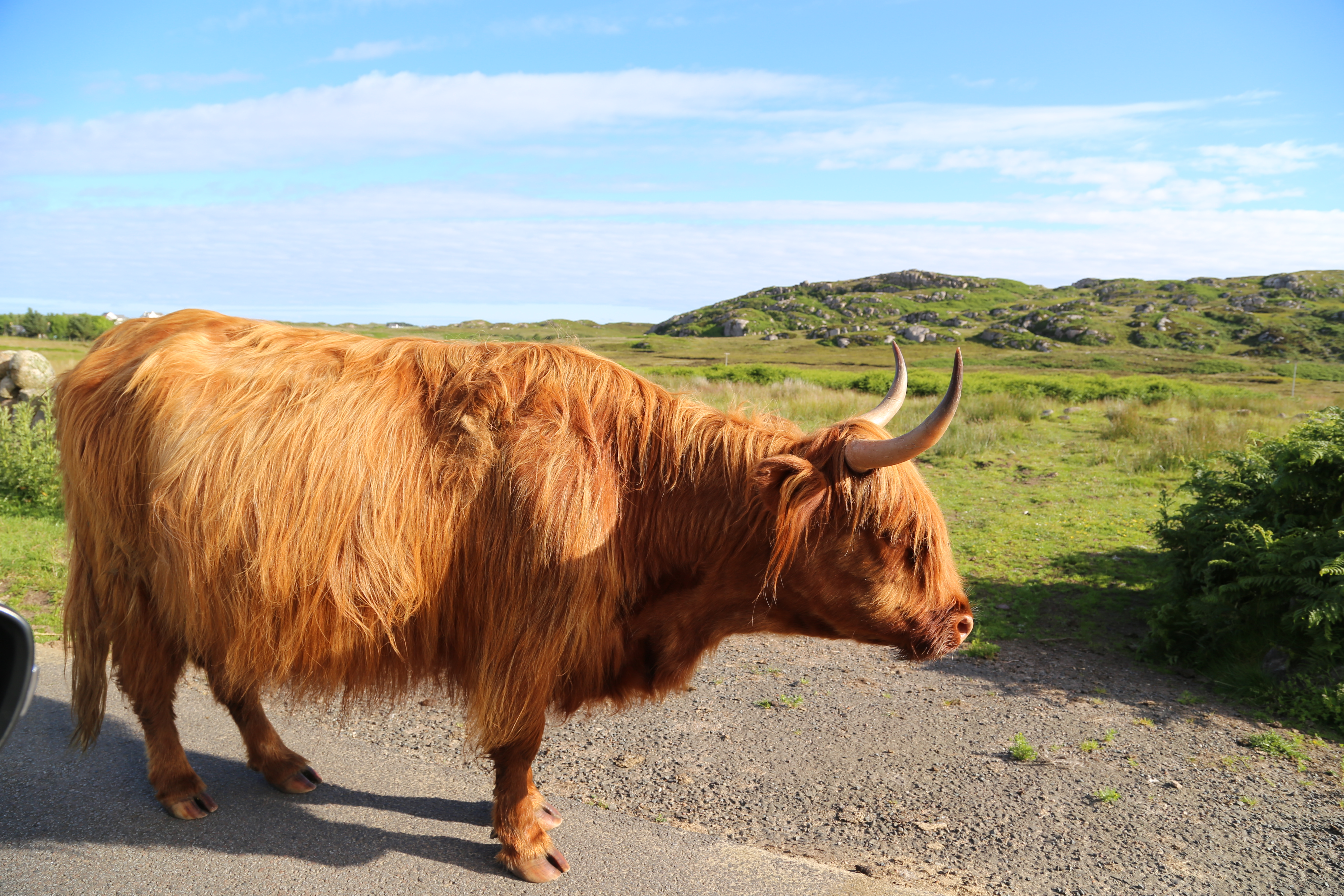 2014 Europe Trip Day 26 - Scotland (Ardachy House Yurt, Heilan' Coo, Fionnphort-Iona Ferry, Iona Nunnery, Iona Abbey (Britain Christianity Birthplace), Scottish Heather, Tobermory-Kilchoan Ferry, Castle Tioram, Glenfinnan Monument, Biting Midges!)