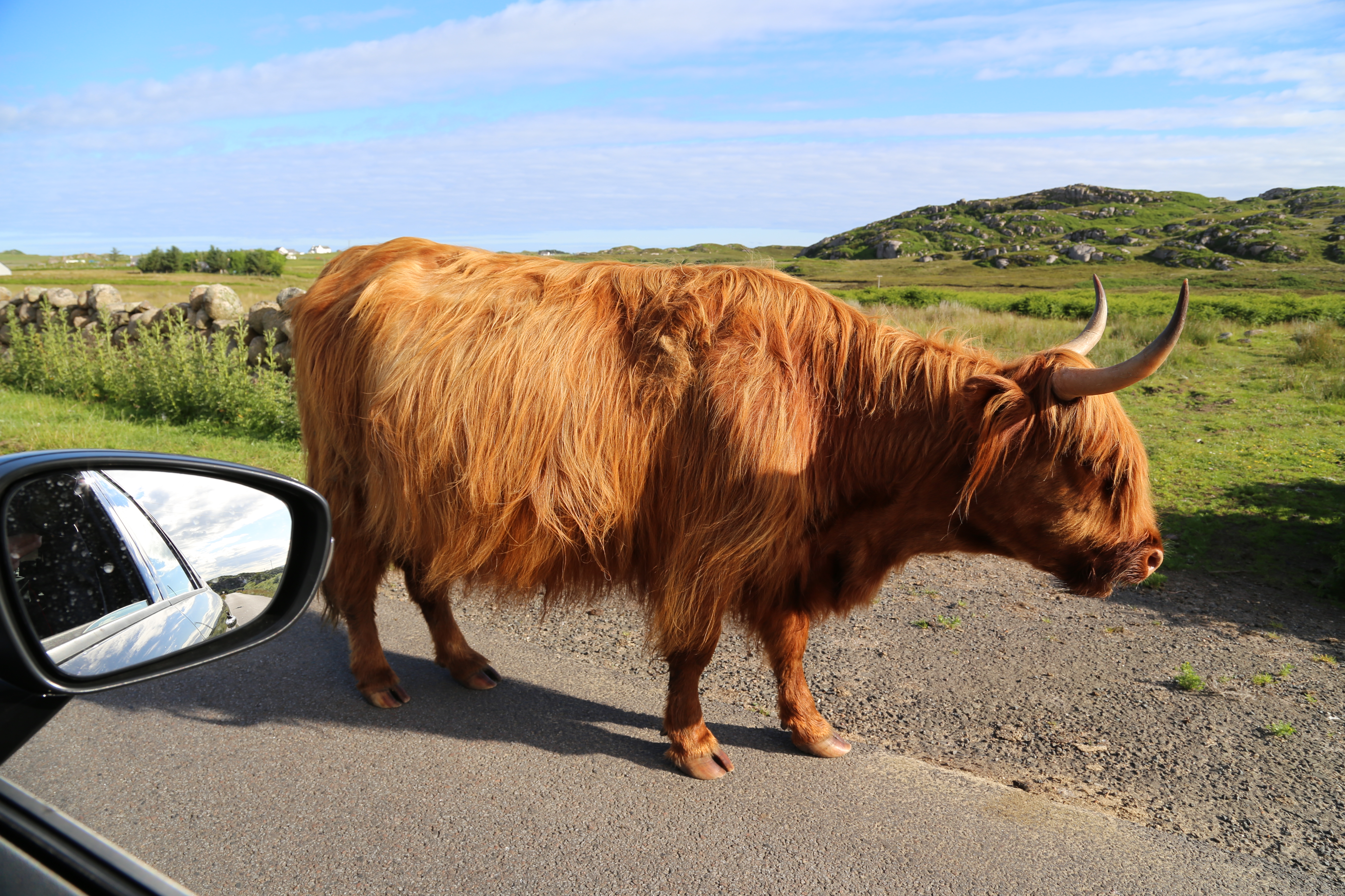 2014 Europe Trip Day 26 - Scotland (Ardachy House Yurt, Heilan' Coo, Fionnphort-Iona Ferry, Iona Nunnery, Iona Abbey (Britain Christianity Birthplace), Scottish Heather, Tobermory-Kilchoan Ferry, Castle Tioram, Glenfinnan Monument, Biting Midges!)