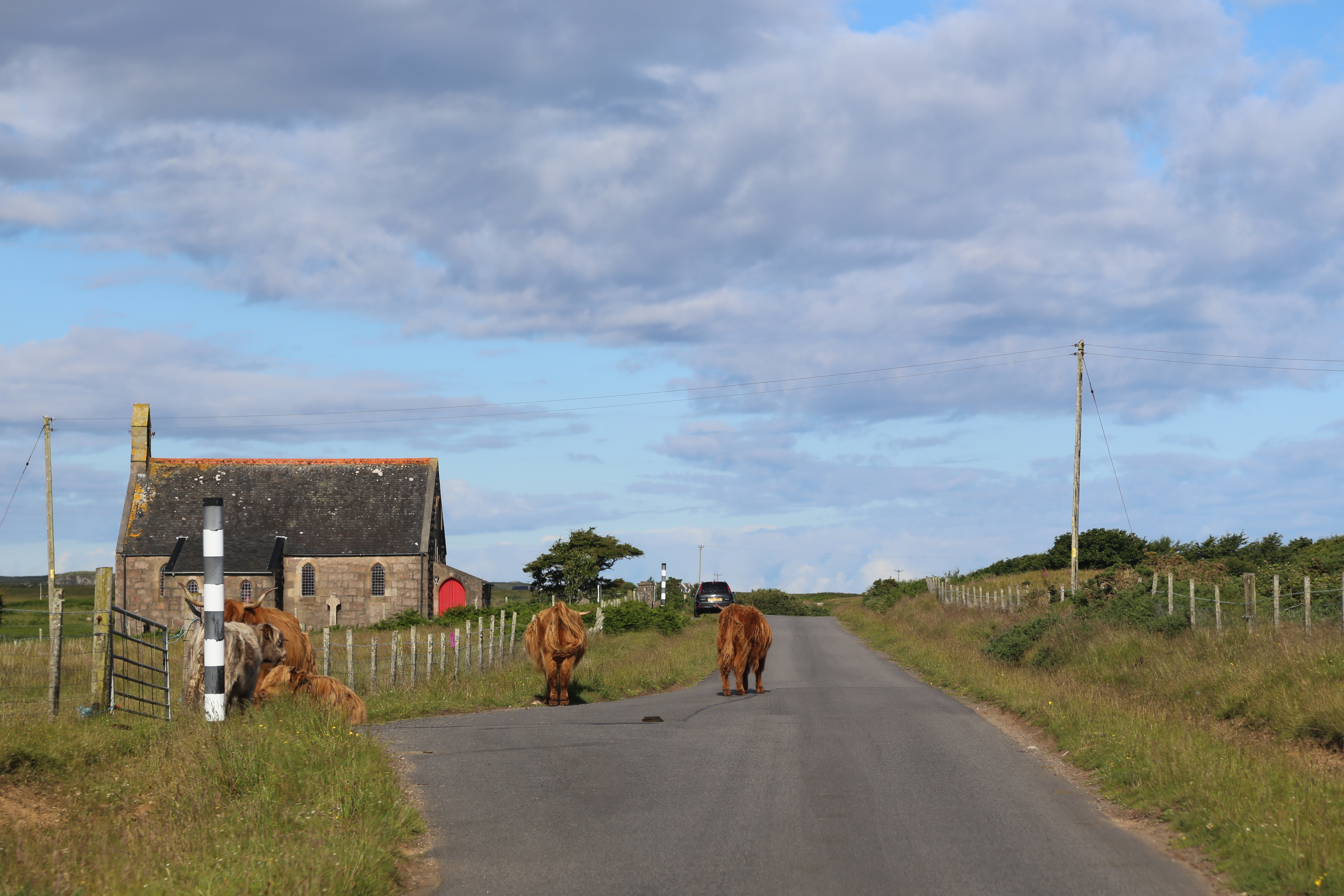 2014 Europe Trip Day 26 - Scotland (Ardachy House Yurt, Heilan' Coo, Fionnphort-Iona Ferry, Iona Nunnery, Iona Abbey (Britain Christianity Birthplace), Scottish Heather, Tobermory-Kilchoan Ferry, Castle Tioram, Glenfinnan Monument, Biting Midges!)