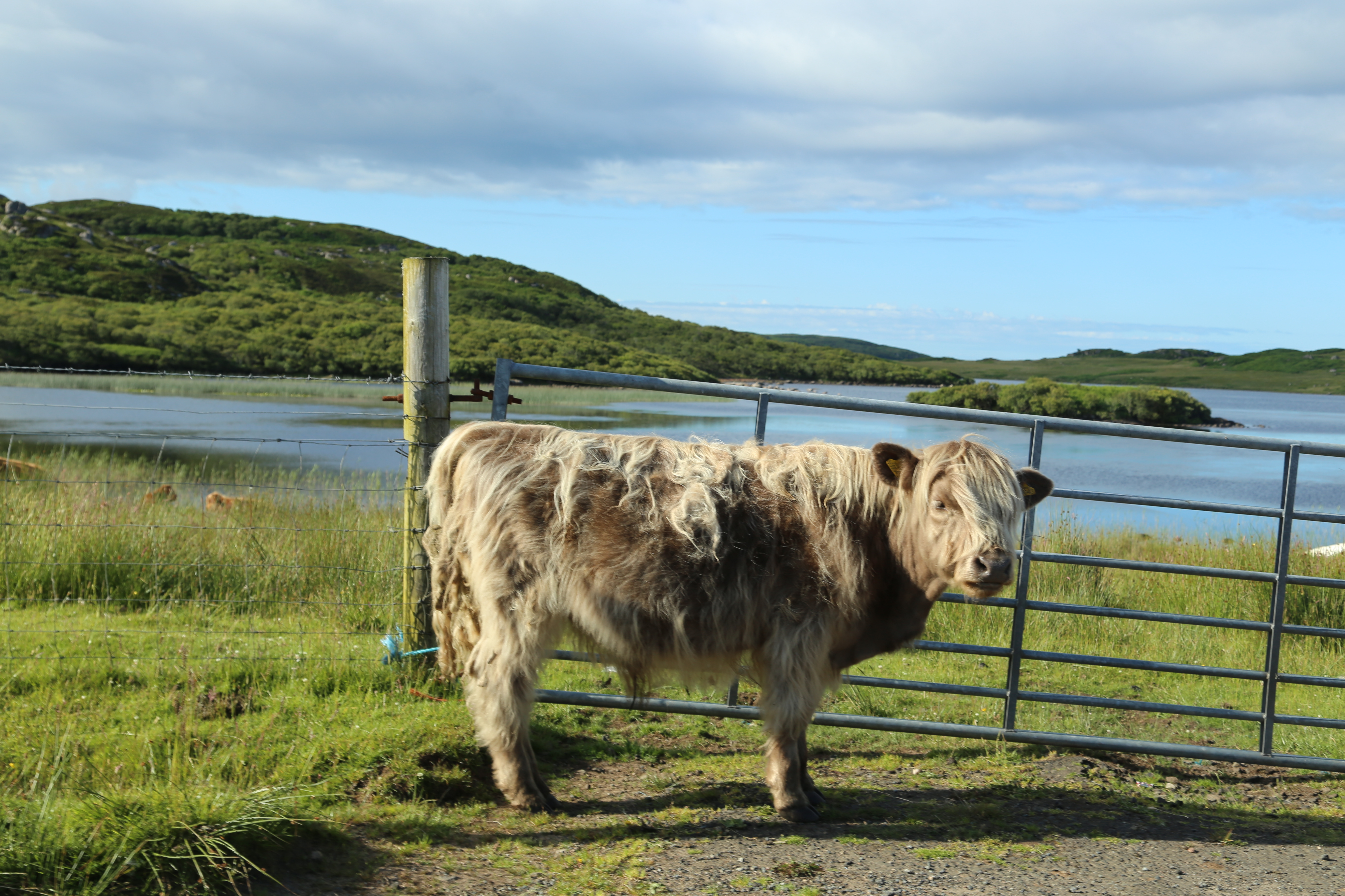 2014 Europe Trip Day 26 - Scotland (Ardachy House Yurt, Heilan' Coo, Fionnphort-Iona Ferry, Iona Nunnery, Iona Abbey (Britain Christianity Birthplace), Scottish Heather, Tobermory-Kilchoan Ferry, Castle Tioram, Glenfinnan Monument, Biting Midges!)