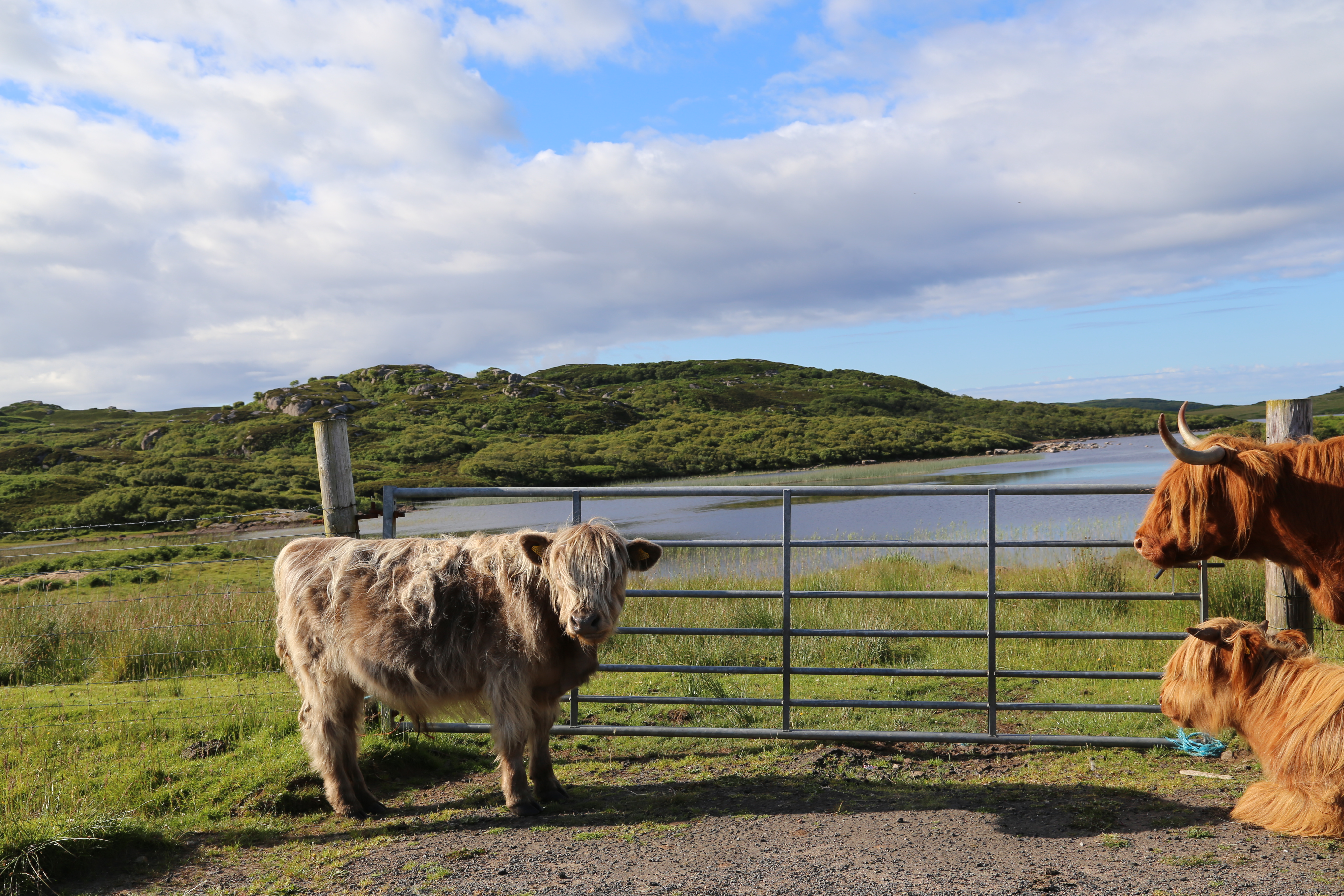 2014 Europe Trip Day 26 - Scotland (Ardachy House Yurt, Heilan' Coo, Fionnphort-Iona Ferry, Iona Nunnery, Iona Abbey (Britain Christianity Birthplace), Scottish Heather, Tobermory-Kilchoan Ferry, Castle Tioram, Glenfinnan Monument, Biting Midges!)