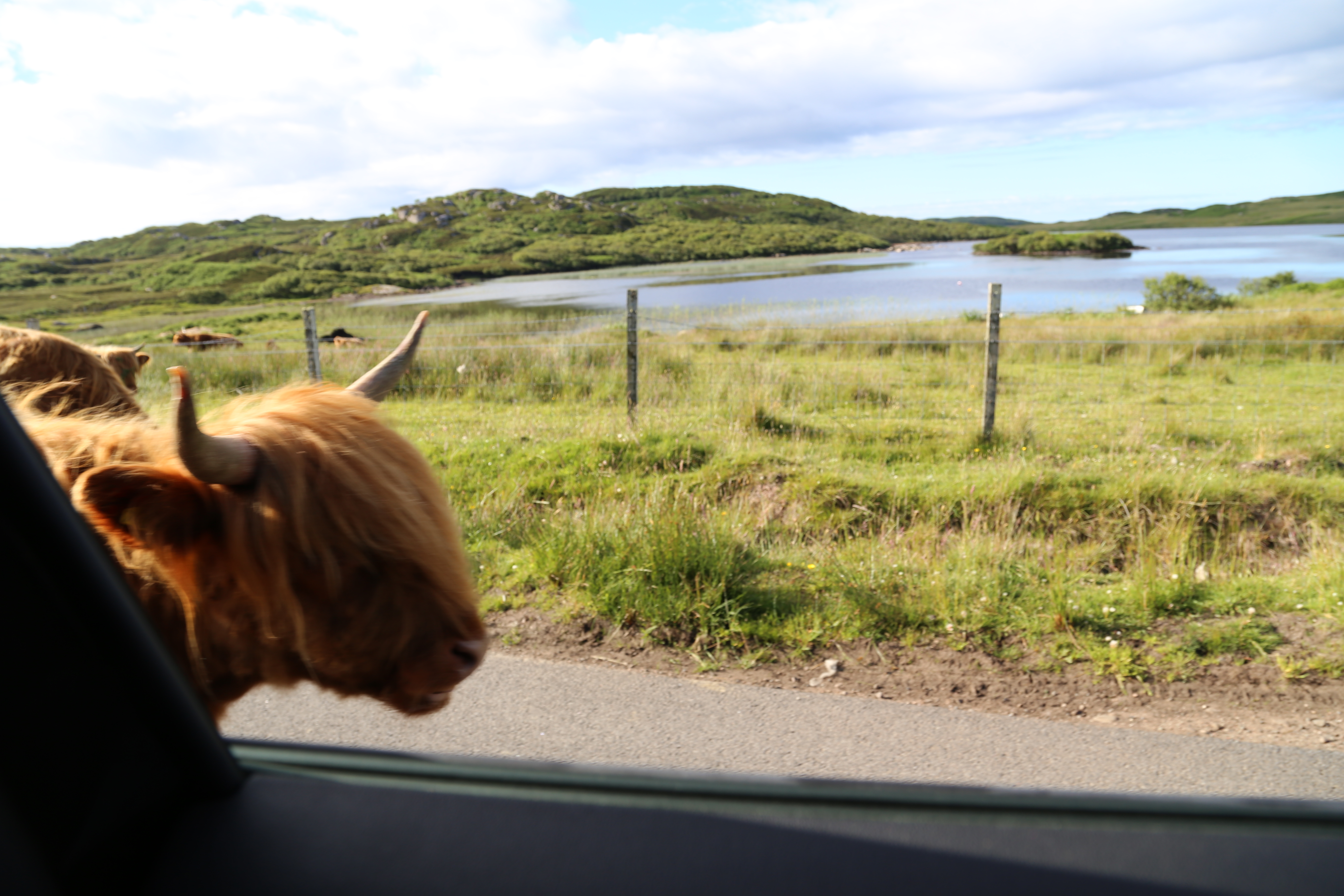 2014 Europe Trip Day 26 - Scotland (Ardachy House Yurt, Heilan' Coo, Fionnphort-Iona Ferry, Iona Nunnery, Iona Abbey (Britain Christianity Birthplace), Scottish Heather, Tobermory-Kilchoan Ferry, Castle Tioram, Glenfinnan Monument, Biting Midges!)