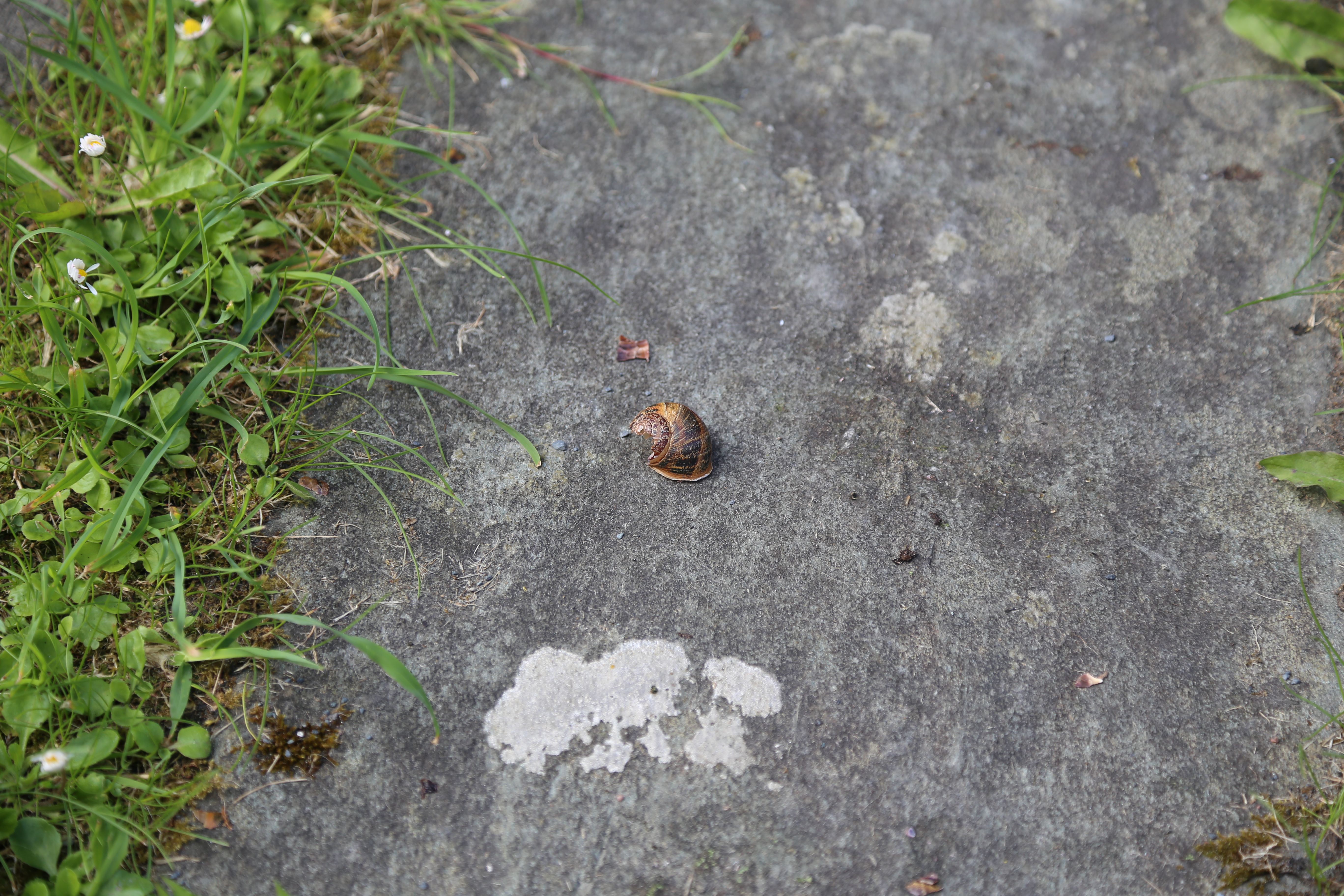 2014 Europe Trip Day 26 - Scotland (Ardachy House Yurt, Heilan' Coo, Fionnphort-Iona Ferry, Iona Nunnery, Iona Abbey (Britain Christianity Birthplace), Scottish Heather, Tobermory-Kilchoan Ferry, Castle Tioram, Glenfinnan Monument, Biting Midges!)