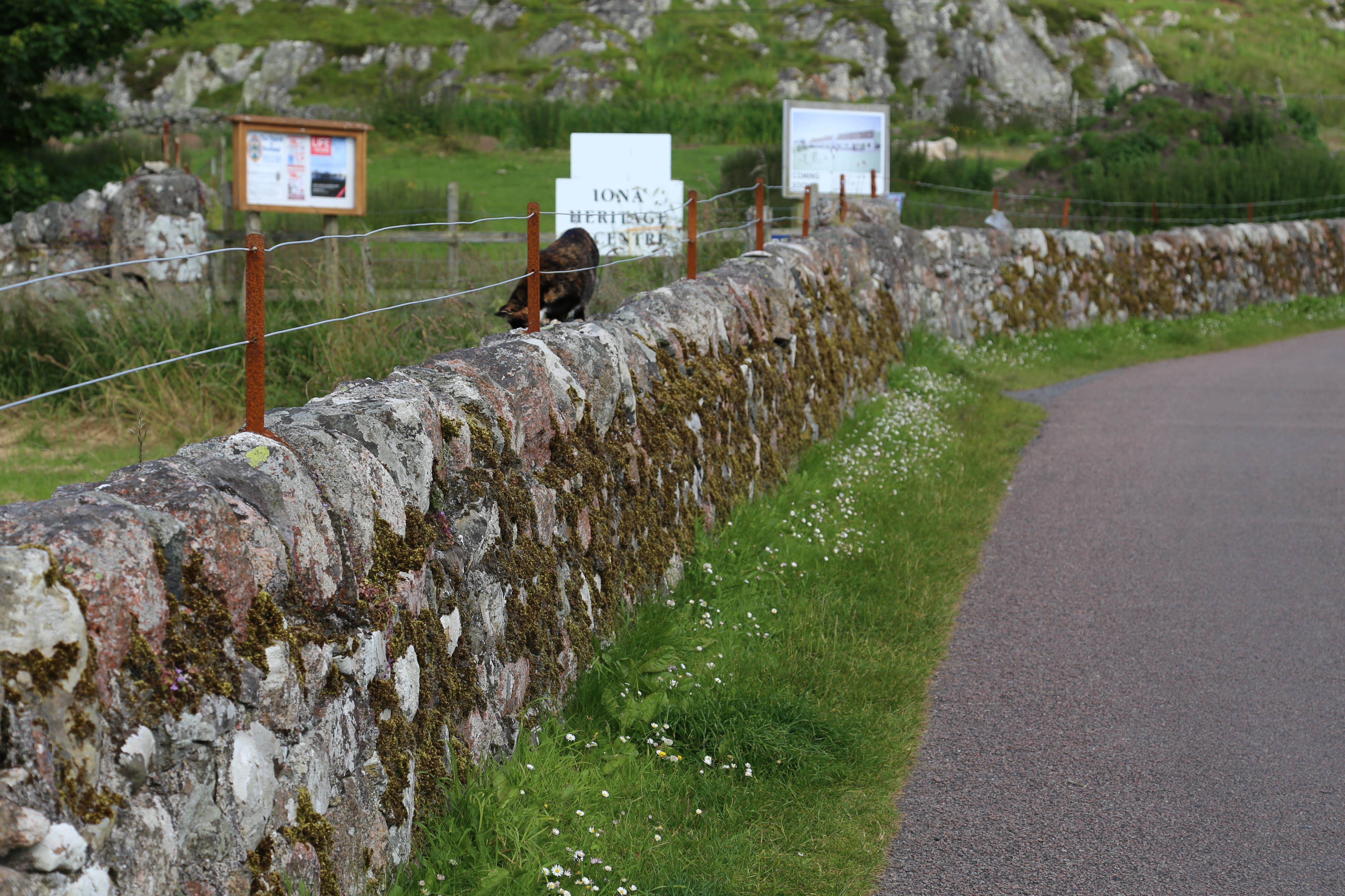 2014 Europe Trip Day 26 - Scotland (Ardachy House Yurt, Heilan' Coo, Fionnphort-Iona Ferry, Iona Nunnery, Iona Abbey (Britain Christianity Birthplace), Scottish Heather, Tobermory-Kilchoan Ferry, Castle Tioram, Glenfinnan Monument, Biting Midges!)