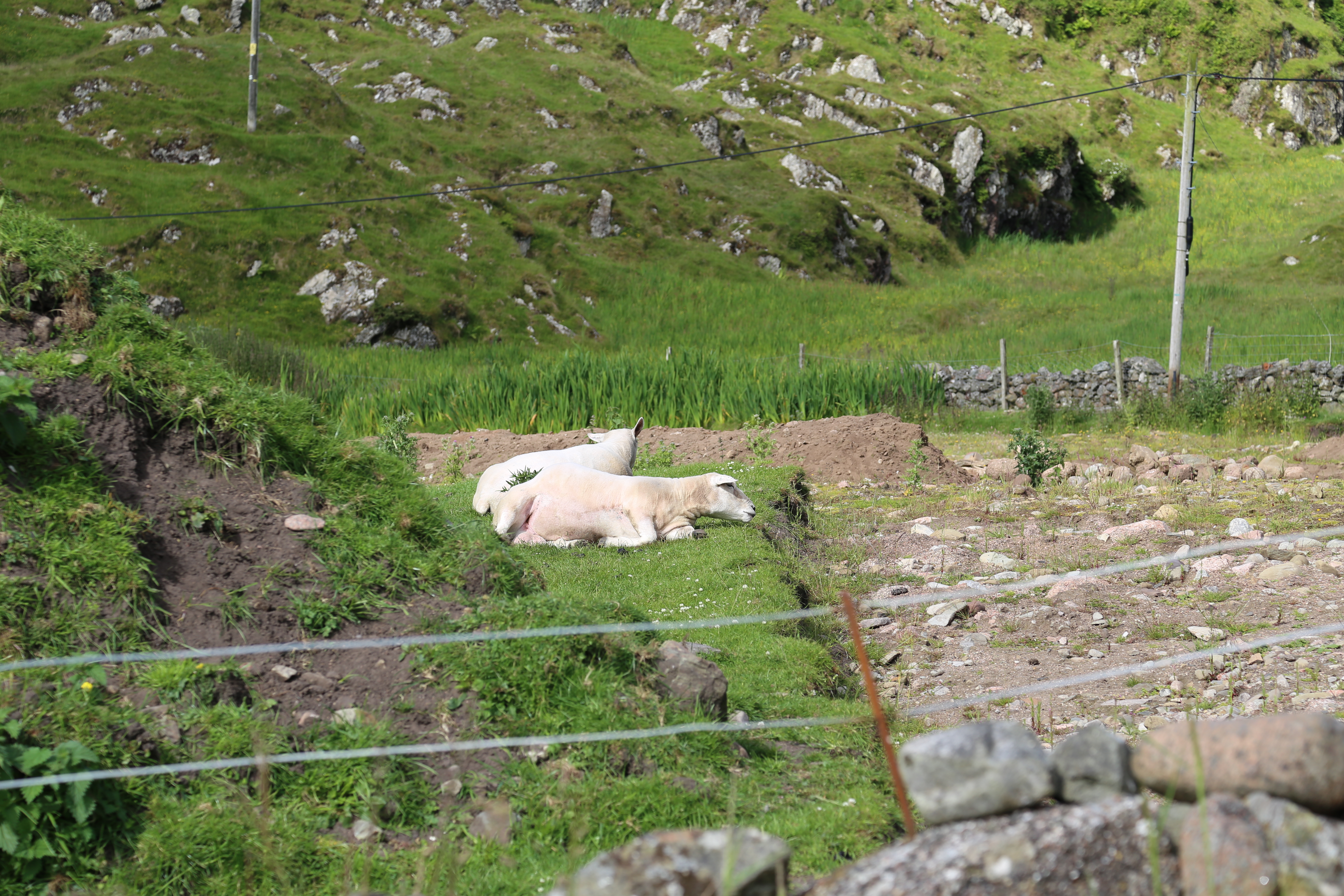 2014 Europe Trip Day 26 - Scotland (Ardachy House Yurt, Heilan' Coo, Fionnphort-Iona Ferry, Iona Nunnery, Iona Abbey (Britain Christianity Birthplace), Scottish Heather, Tobermory-Kilchoan Ferry, Castle Tioram, Glenfinnan Monument, Biting Midges!)