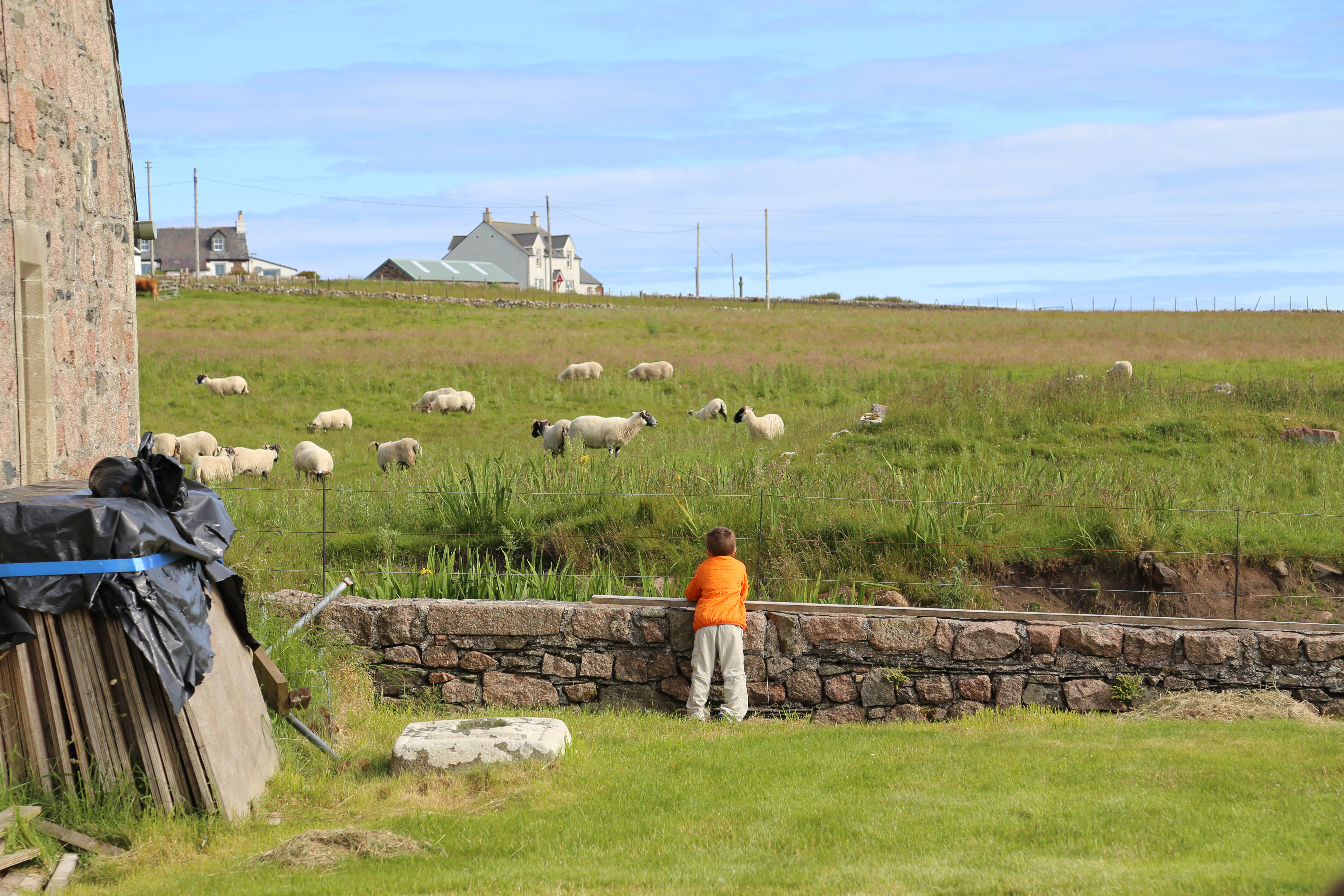 2014 Europe Trip Day 26 - Scotland (Ardachy House Yurt, Heilan' Coo, Fionnphort-Iona Ferry, Iona Nunnery, Iona Abbey (Britain Christianity Birthplace), Scottish Heather, Tobermory-Kilchoan Ferry, Castle Tioram, Glenfinnan Monument, Biting Midges!)