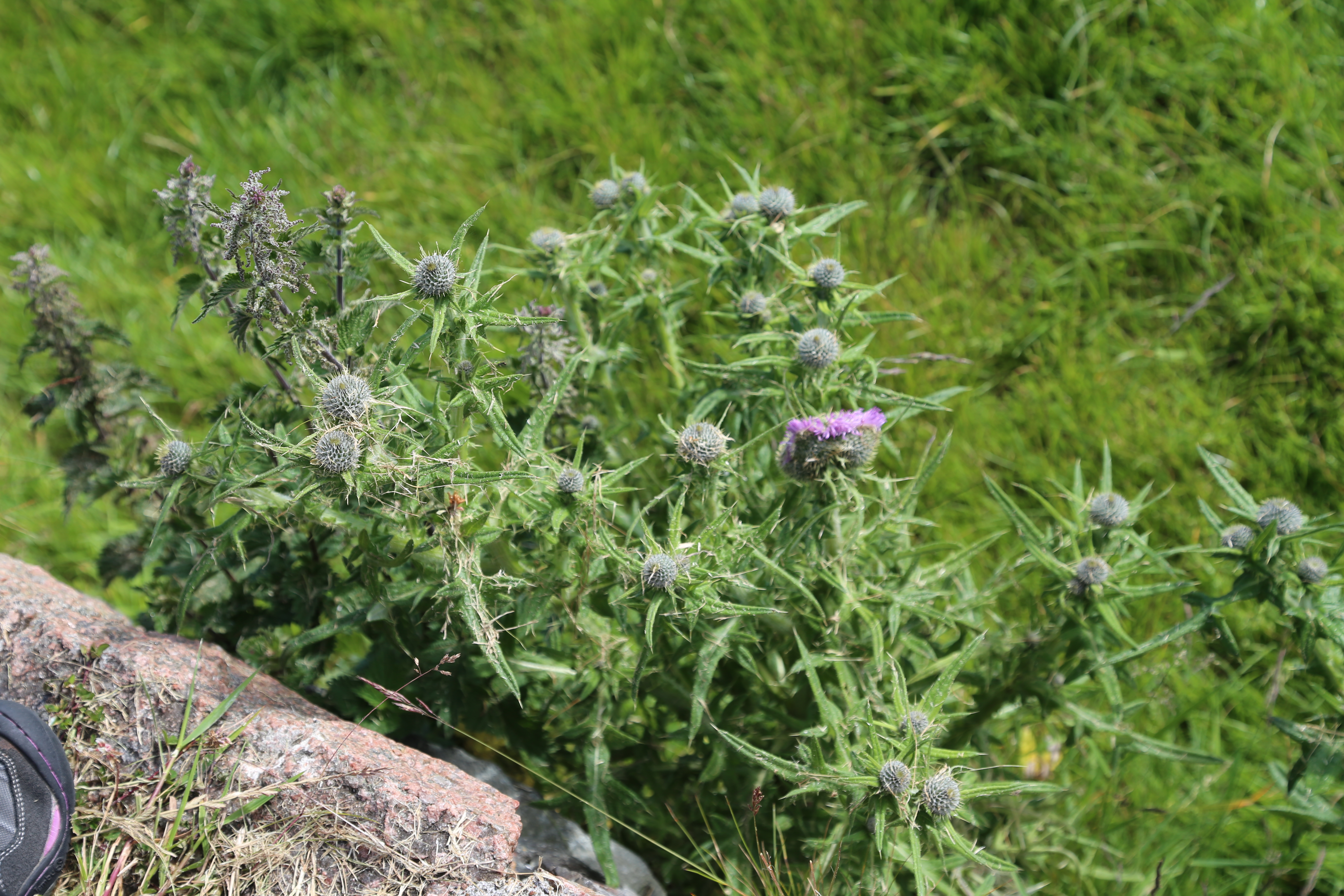 2014 Europe Trip Day 26 - Scotland (Ardachy House Yurt, Heilan' Coo, Fionnphort-Iona Ferry, Iona Nunnery, Iona Abbey (Britain Christianity Birthplace), Scottish Heather, Tobermory-Kilchoan Ferry, Castle Tioram, Glenfinnan Monument, Biting Midges!)