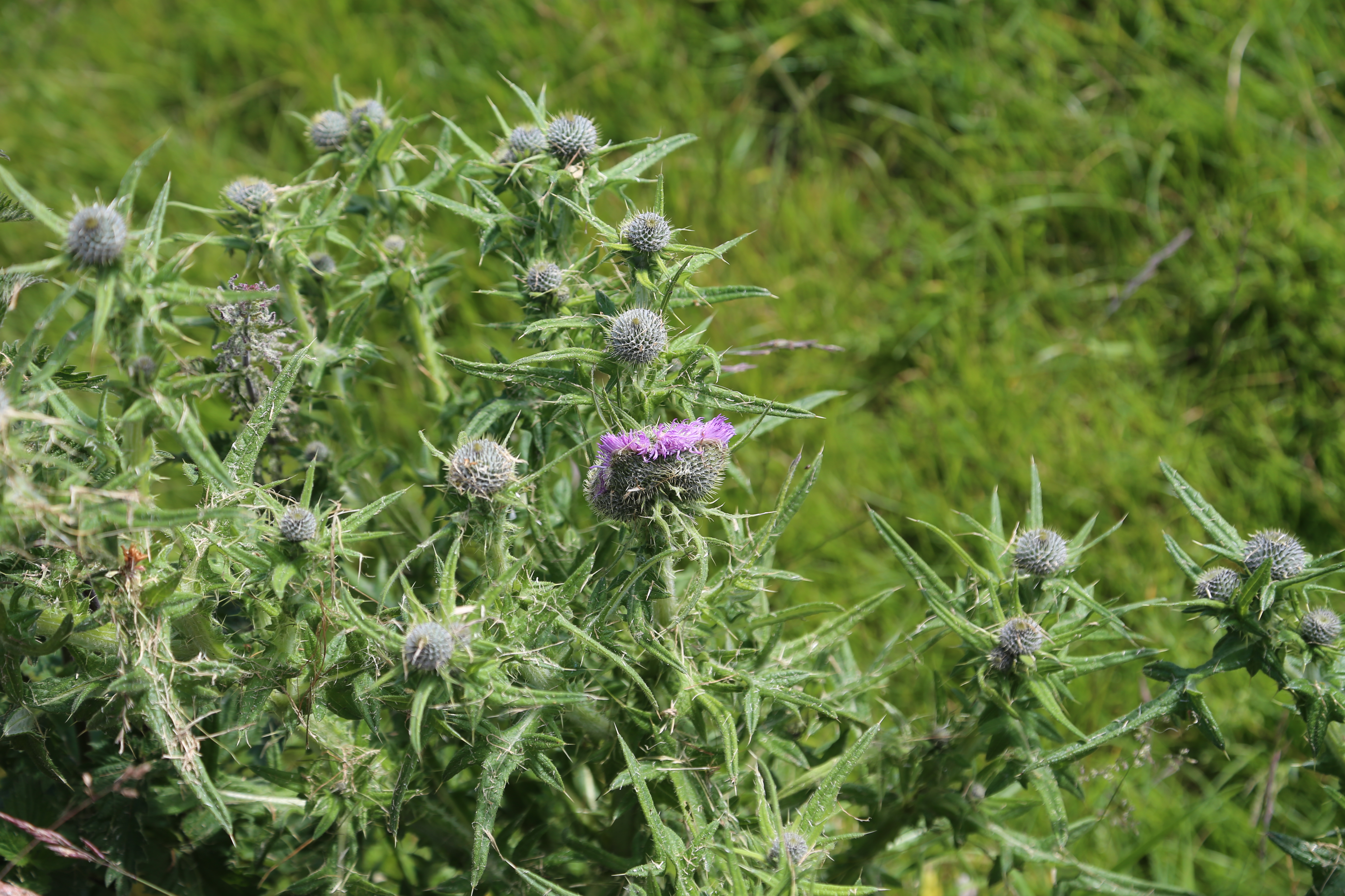 2014 Europe Trip Day 26 - Scotland (Ardachy House Yurt, Heilan' Coo, Fionnphort-Iona Ferry, Iona Nunnery, Iona Abbey (Britain Christianity Birthplace), Scottish Heather, Tobermory-Kilchoan Ferry, Castle Tioram, Glenfinnan Monument, Biting Midges!)