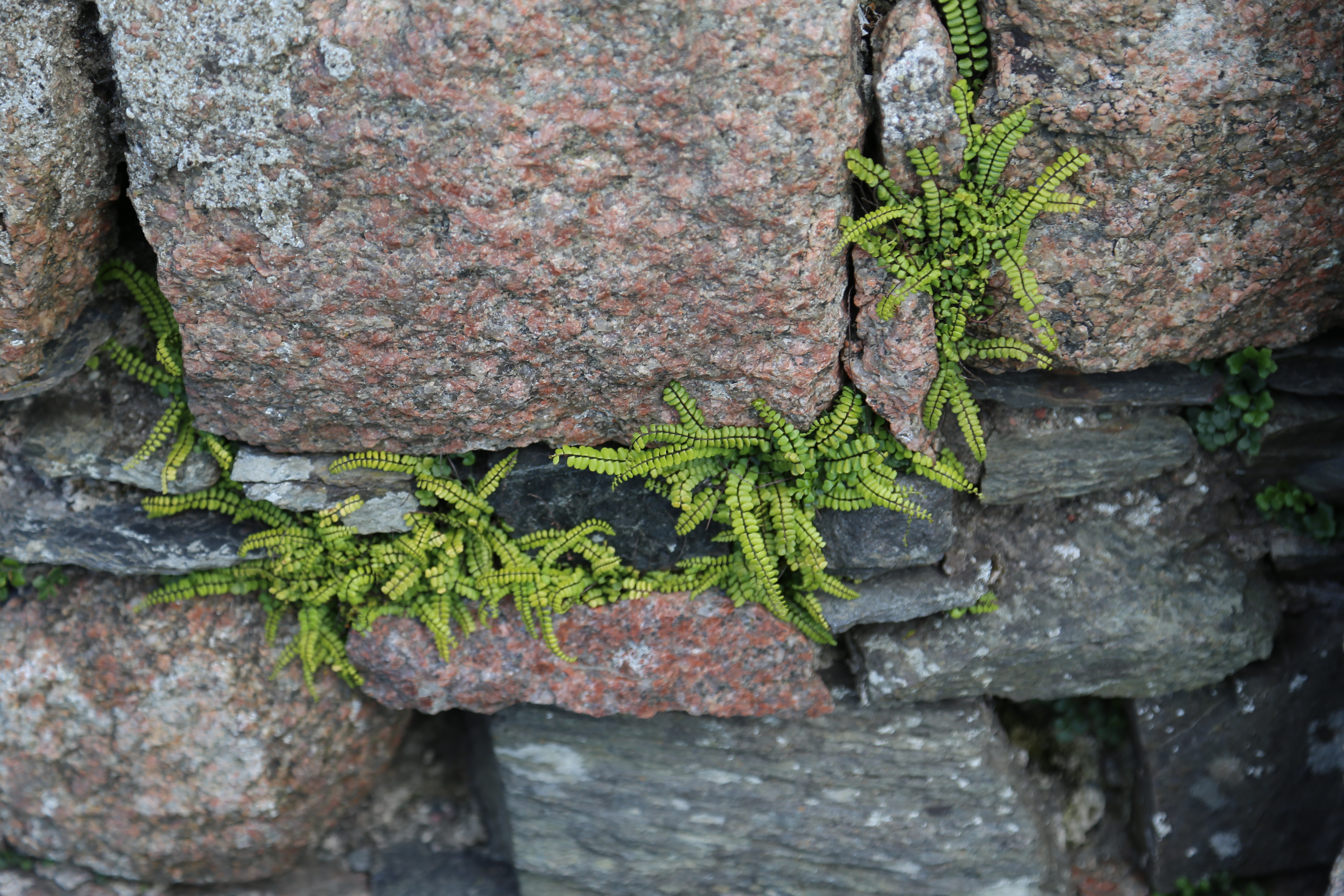 2014 Europe Trip Day 26 - Scotland (Ardachy House Yurt, Heilan' Coo, Fionnphort-Iona Ferry, Iona Nunnery, Iona Abbey (Britain Christianity Birthplace), Scottish Heather, Tobermory-Kilchoan Ferry, Castle Tioram, Glenfinnan Monument, Biting Midges!)