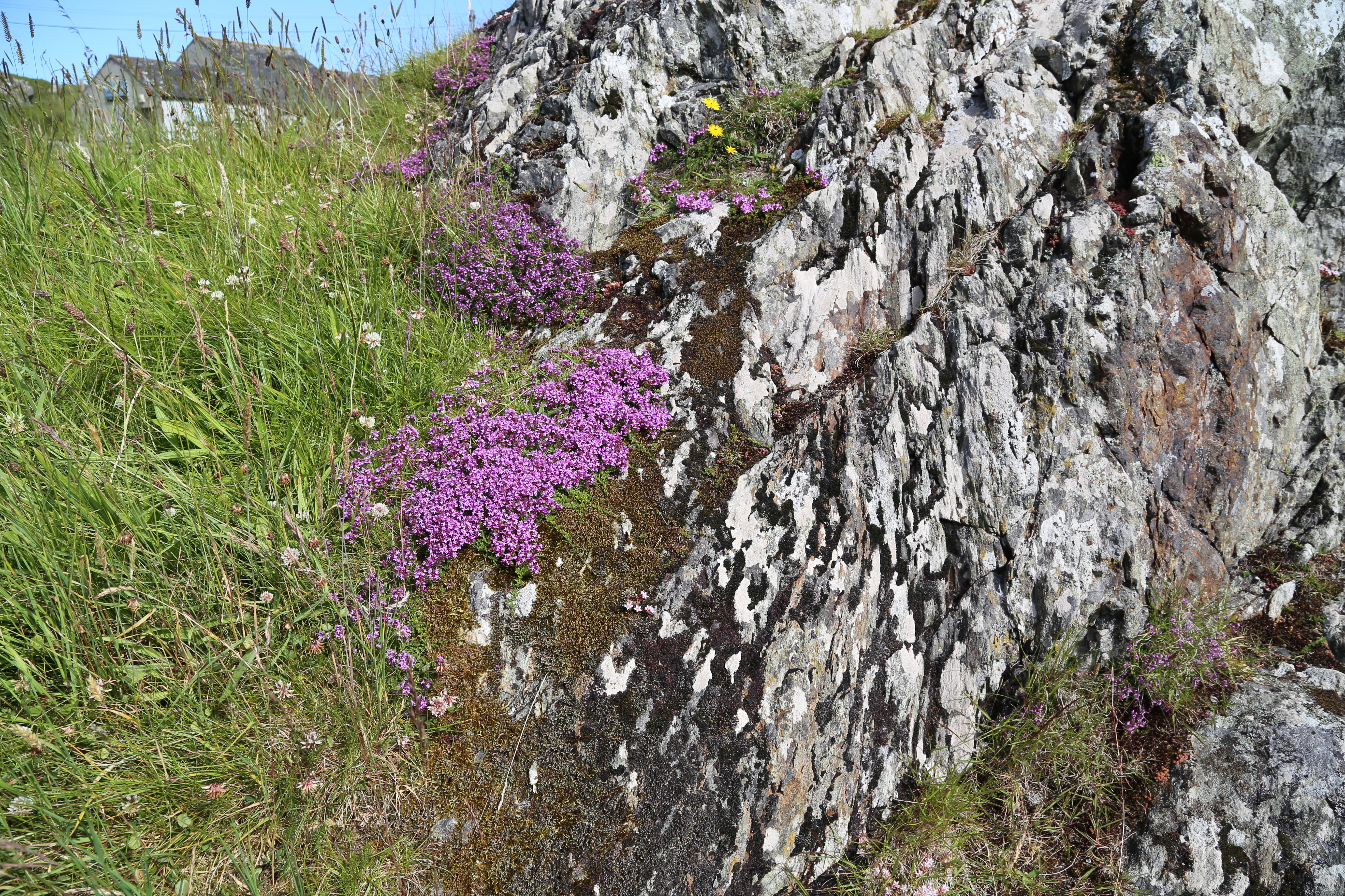 2014 Europe Trip Day 26 - Scotland (Ardachy House Yurt, Heilan' Coo, Fionnphort-Iona Ferry, Iona Nunnery, Iona Abbey (Britain Christianity Birthplace), Scottish Heather, Tobermory-Kilchoan Ferry, Castle Tioram, Glenfinnan Monument, Biting Midges!)