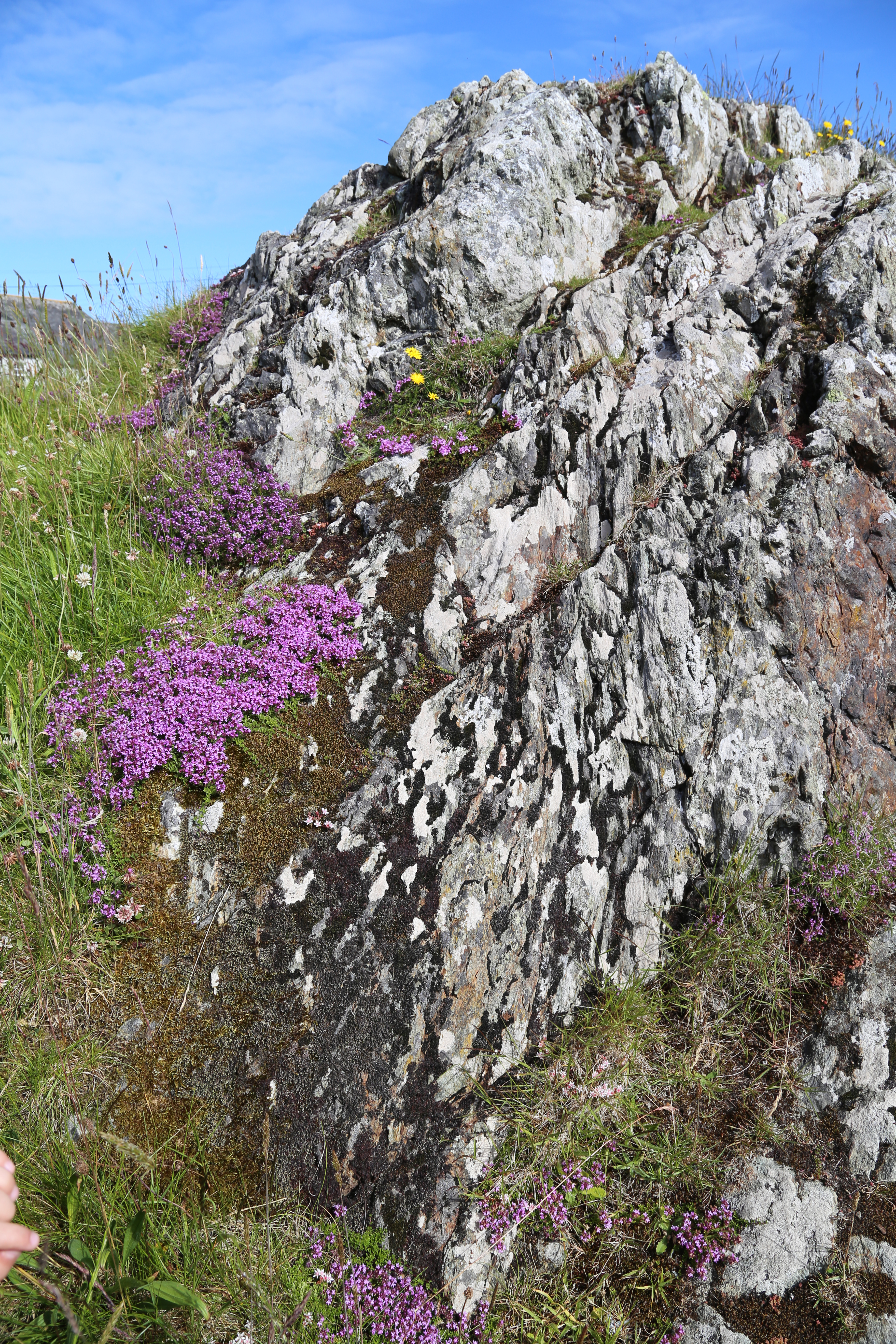 2014 Europe Trip Day 26 - Scotland (Ardachy House Yurt, Heilan' Coo, Fionnphort-Iona Ferry, Iona Nunnery, Iona Abbey (Britain Christianity Birthplace), Scottish Heather, Tobermory-Kilchoan Ferry, Castle Tioram, Glenfinnan Monument, Biting Midges!)