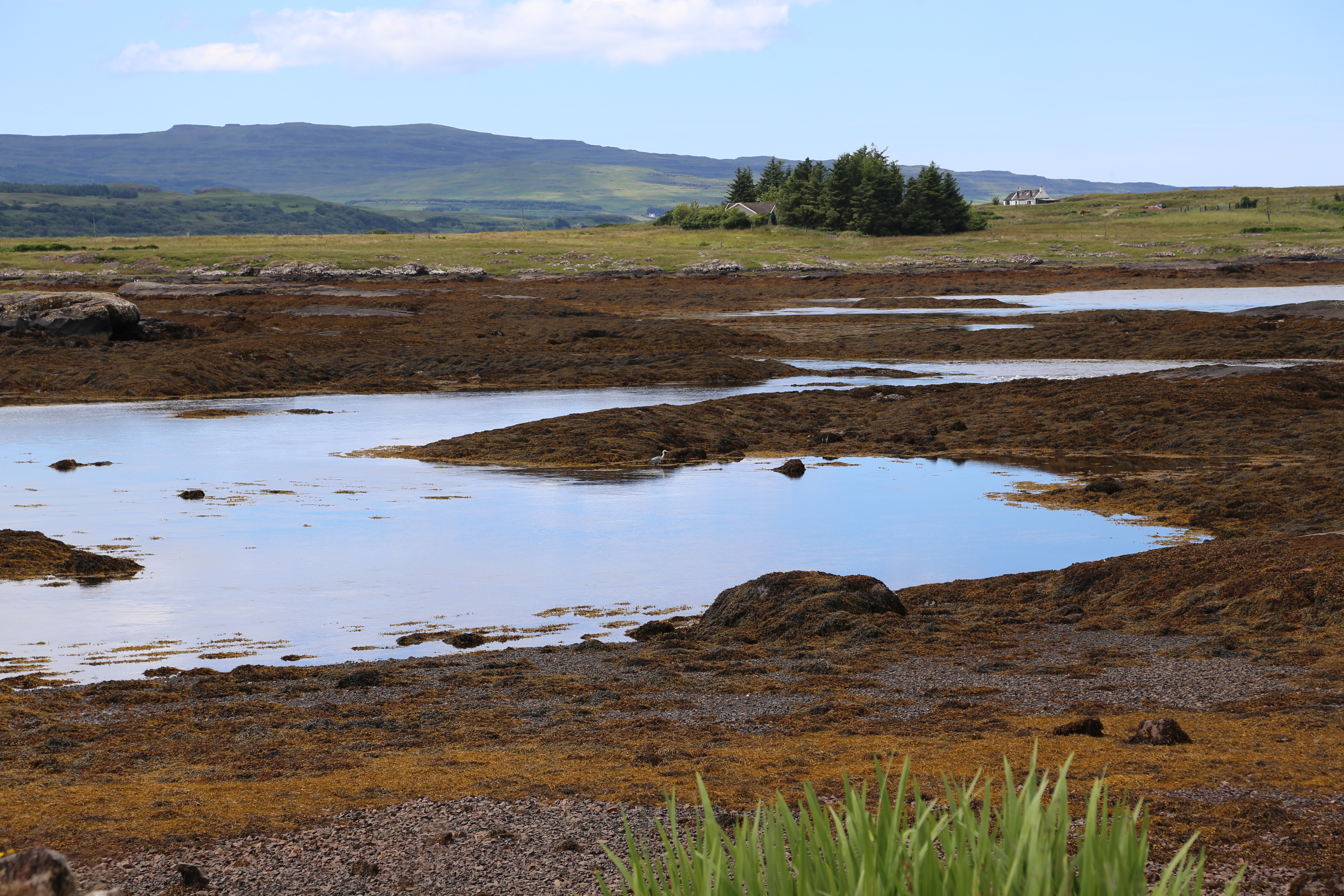 2014 Europe Trip Day 26 - Scotland (Ardachy House Yurt, Heilan' Coo, Fionnphort-Iona Ferry, Iona Nunnery, Iona Abbey (Britain Christianity Birthplace), Scottish Heather, Tobermory-Kilchoan Ferry, Castle Tioram, Glenfinnan Monument, Biting Midges!)