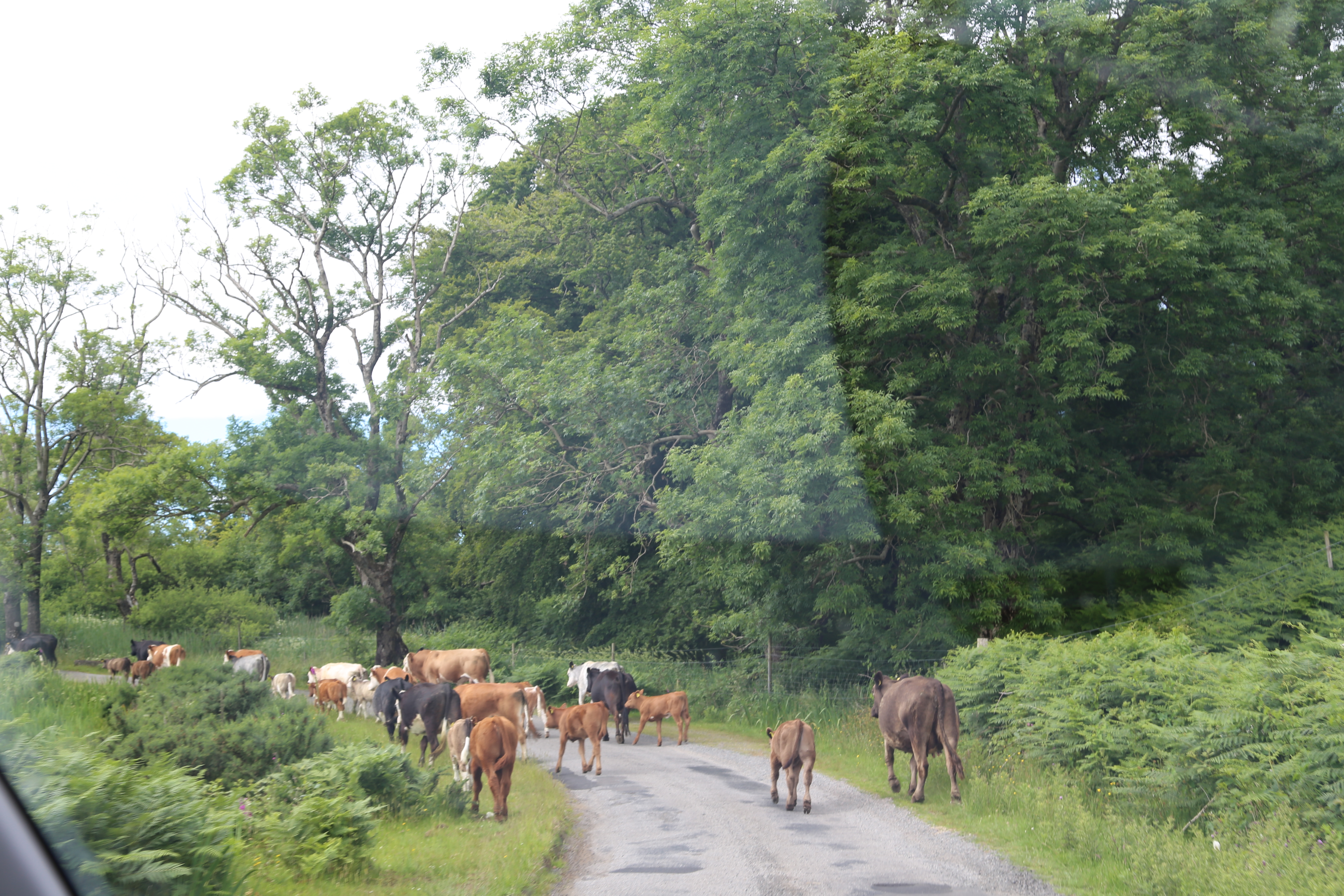 2014 Europe Trip Day 26 - Scotland (Ardachy House Yurt, Heilan' Coo, Fionnphort-Iona Ferry, Iona Nunnery, Iona Abbey (Britain Christianity Birthplace), Scottish Heather, Tobermory-Kilchoan Ferry, Castle Tioram, Glenfinnan Monument, Biting Midges!)