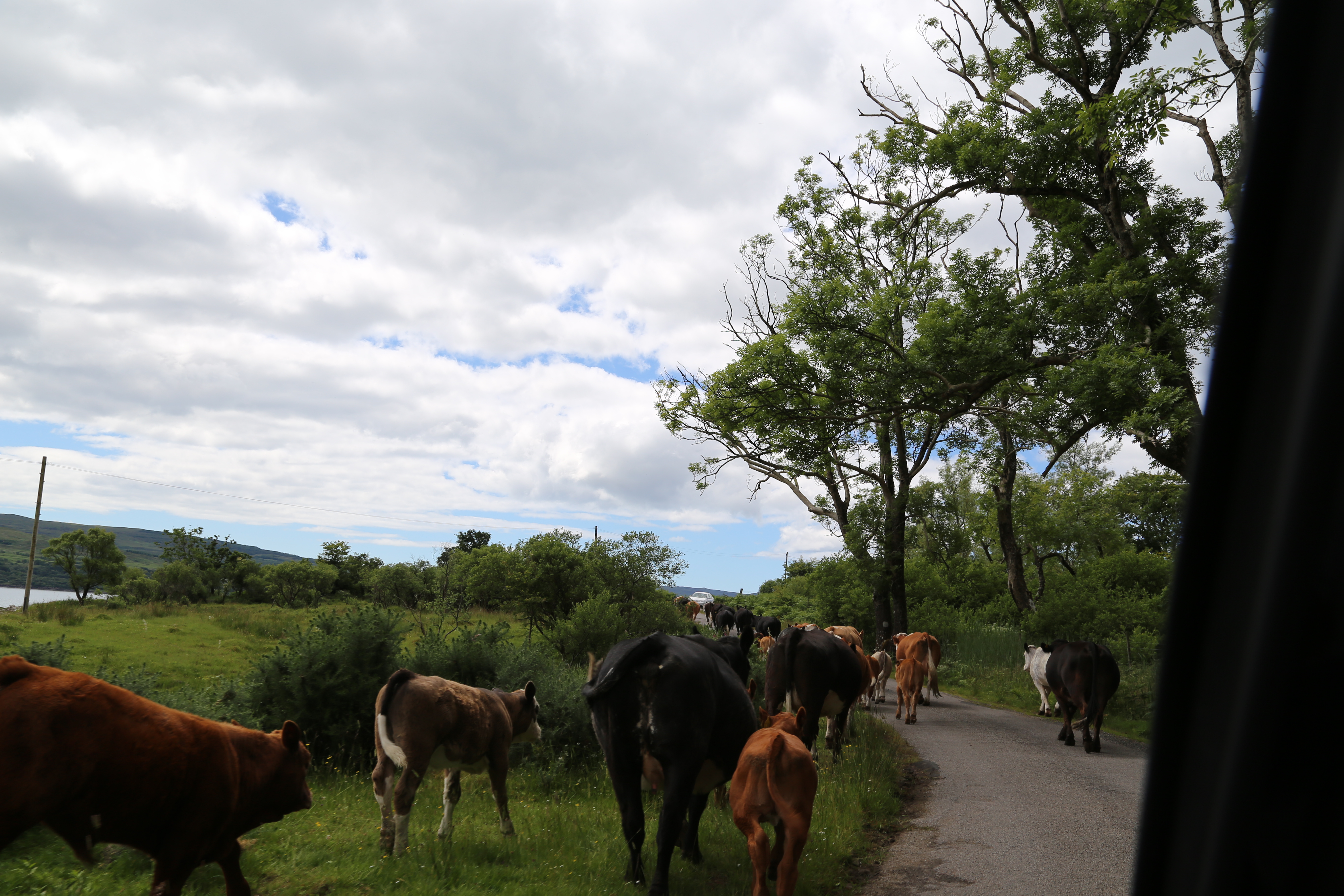 2014 Europe Trip Day 26 - Scotland (Ardachy House Yurt, Heilan' Coo, Fionnphort-Iona Ferry, Iona Nunnery, Iona Abbey (Britain Christianity Birthplace), Scottish Heather, Tobermory-Kilchoan Ferry, Castle Tioram, Glenfinnan Monument, Biting Midges!)